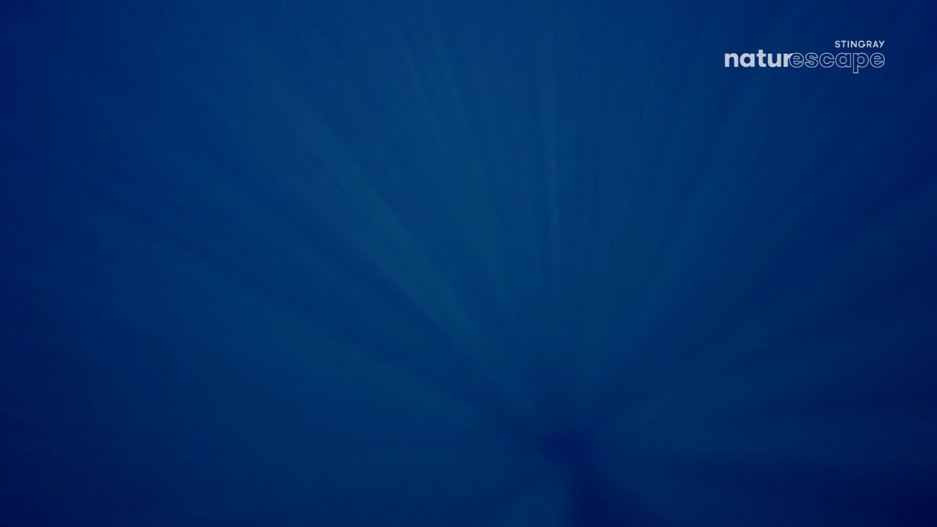 Light streams down, creating a deep blue gradient. The Stingray Naturescape logo is in the top right corner.
