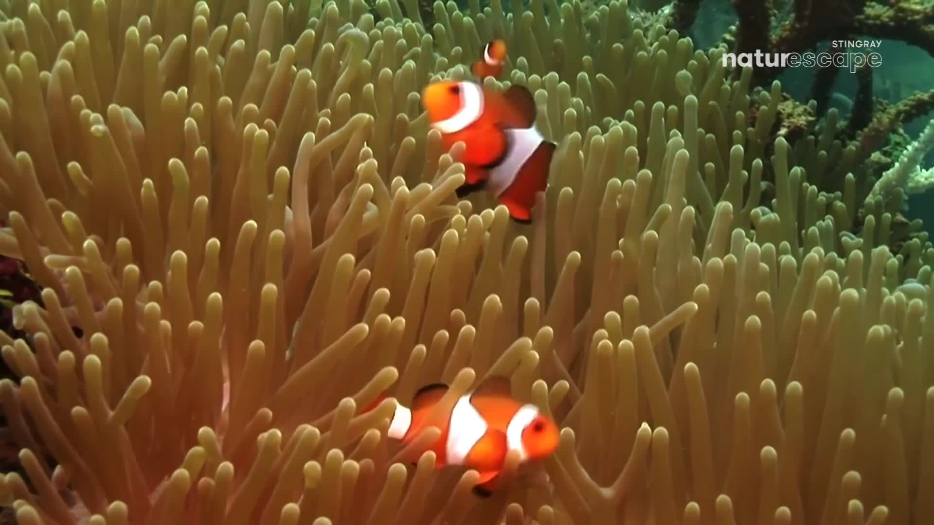 Three clownfish, with their distinctive orange and white stripes, dart among the swaying tentacles of a sea anemone. They weave in and out of the soft, pale tubes, their movements a flash of color against the creamy background.
