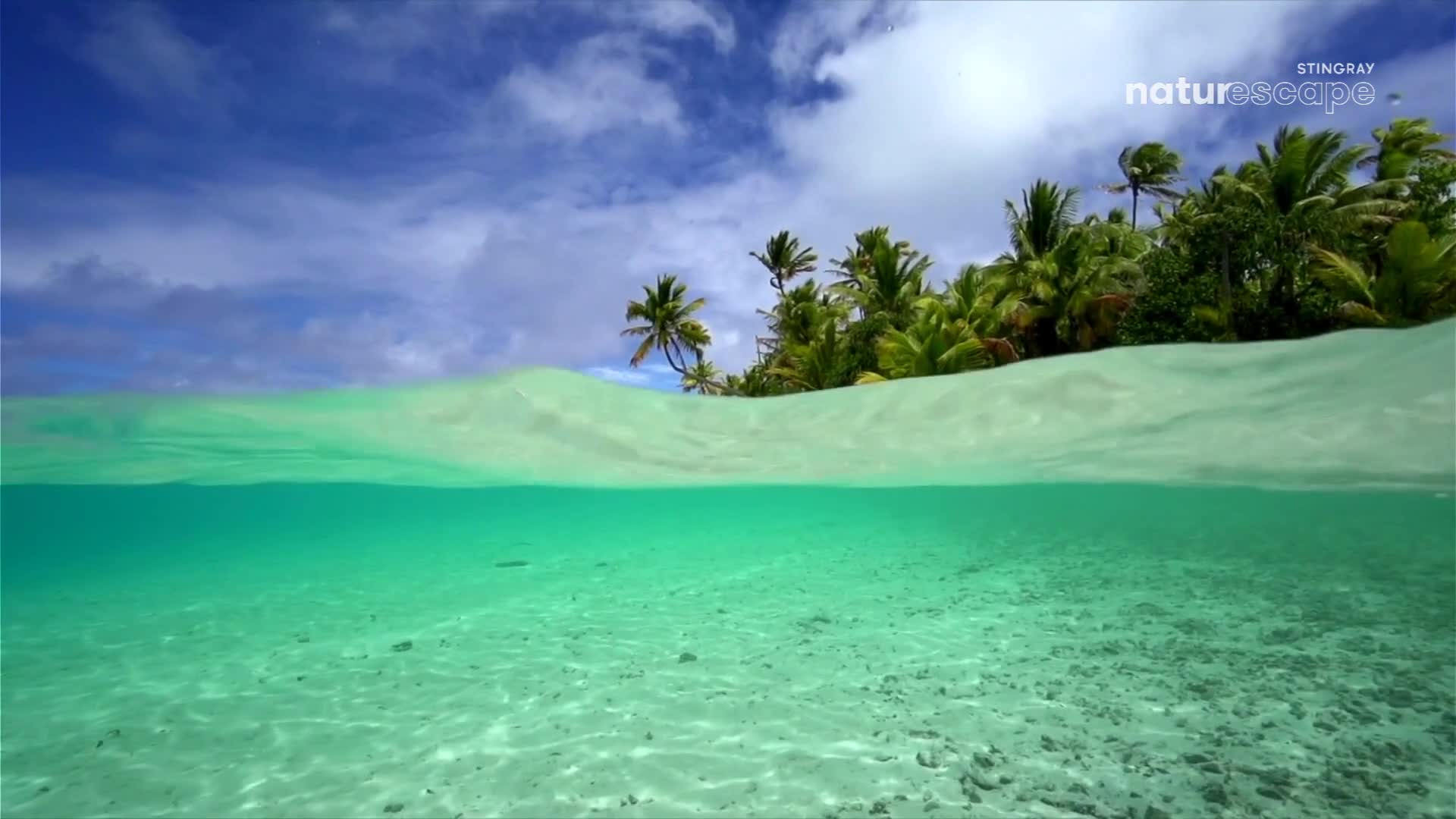 The clear turquoise water reveals a sandy seabed below the surface. Palm trees sway in the breeze against a backdrop of puffy clouds and a bright blue sky.

