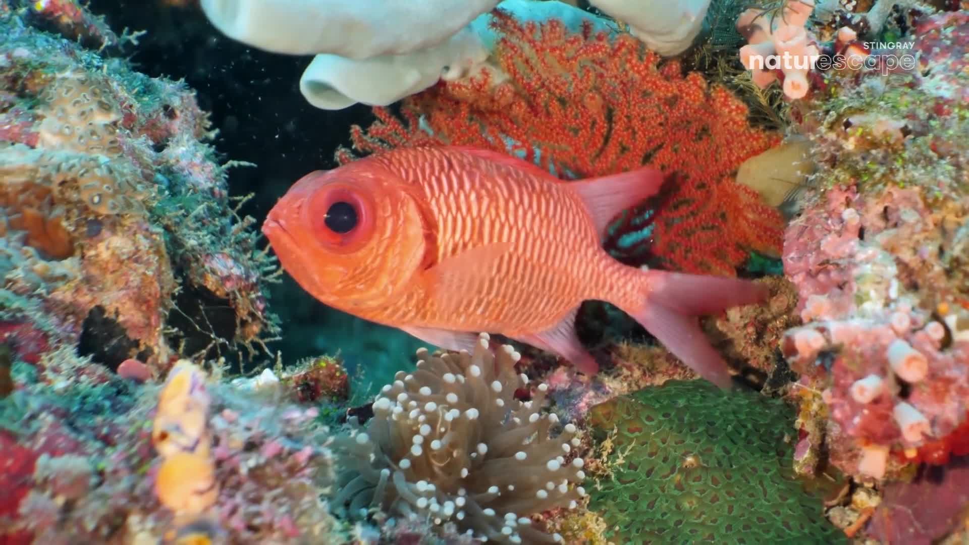 A bright red fish with large, black eyes hovers near coral, its fins gently moving. The fish's body is patterned with fine lines, and it seems to be exploring the colorful reef.
