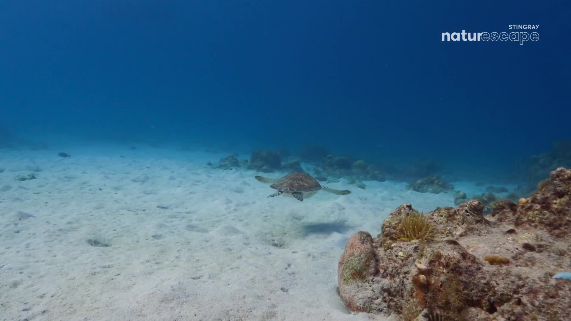 A sea turtle glides gracefully through the clear water, its flippers moving slowly. The creature is heading toward the sandy bottom, near a coral reef.
