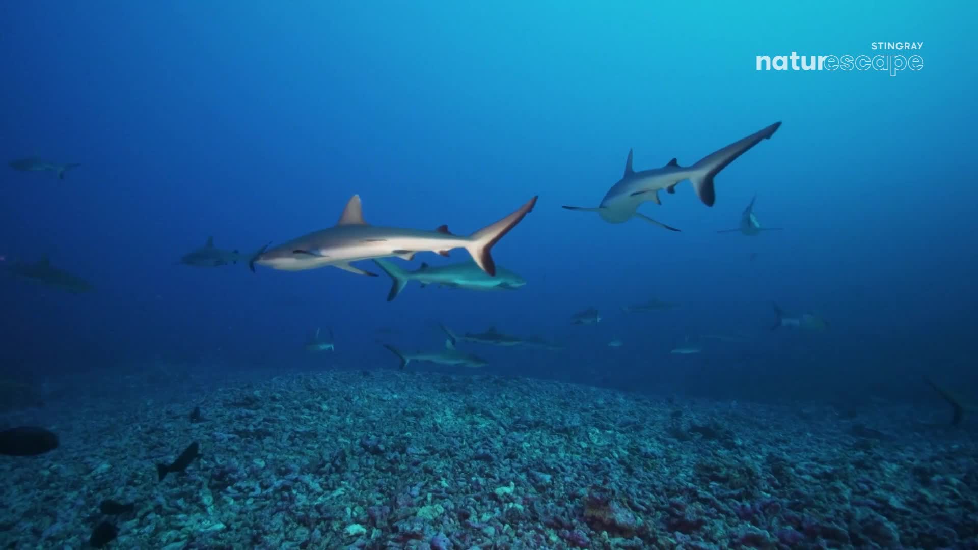 Several sharks glide through the deep blue water, their grey bodies contrasting against the vibrant backdrop. They move with a graceful ease, their fins cutting through the water.
