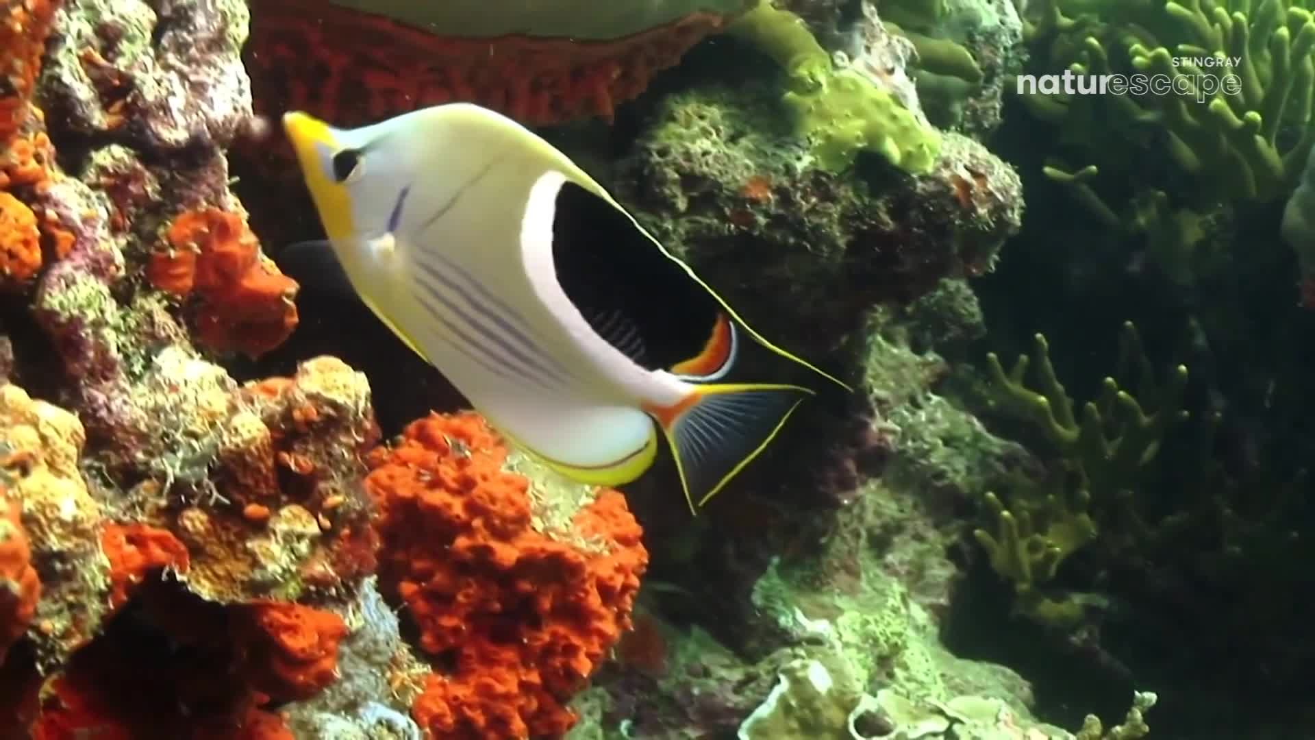 A butterflyfish, with its yellow-trimmed fins and stark black and white markings, glides past vibrant coral. It moves with a graceful ease, its form contrasting against the textured, underwater landscape.
