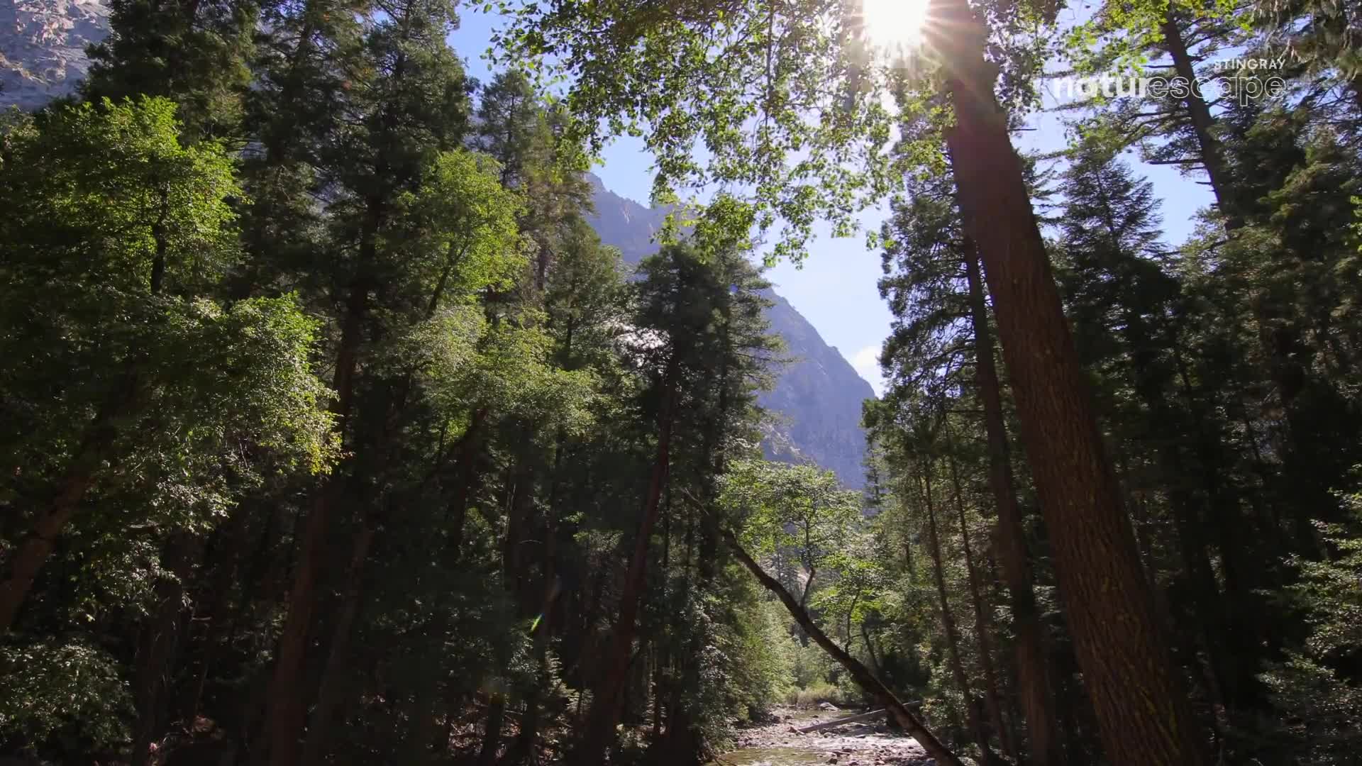 Sunlight streams through the canopy, illuminating the tops of the tall trees. A small river flows through the valley, reflecting the light.
