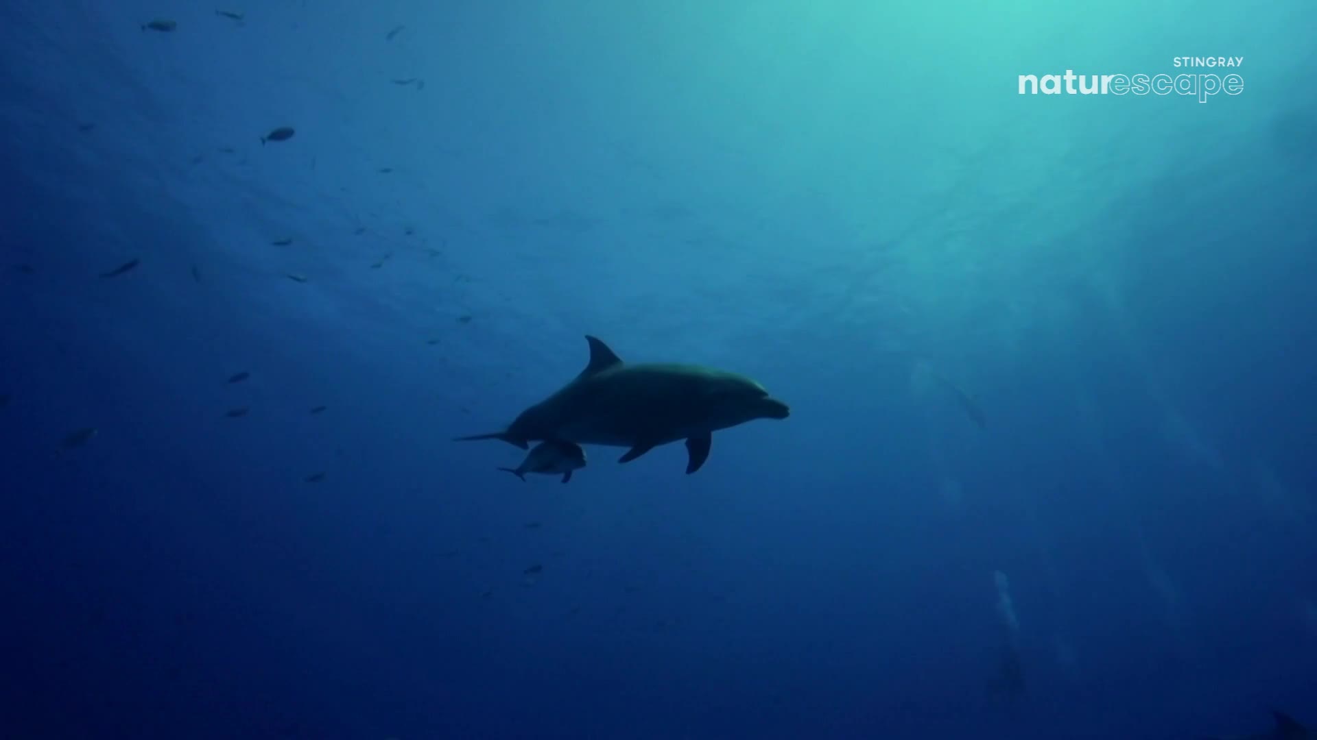 A large dolphin glides through the deep blue, its smaller companion close by. Tiny fish dart in the distance, while the pair moves effortlessly through the water.
