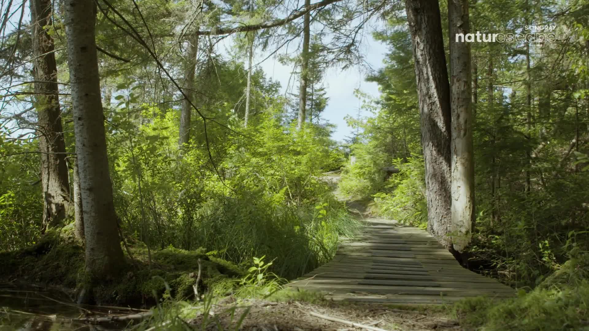 Sunlight filters through the tall trees, illuminating a wooden boardwalk that winds through the Canadian forest. Lush green foliage lines the path, creating a tranquil scene in the Stingray Naturescape.
