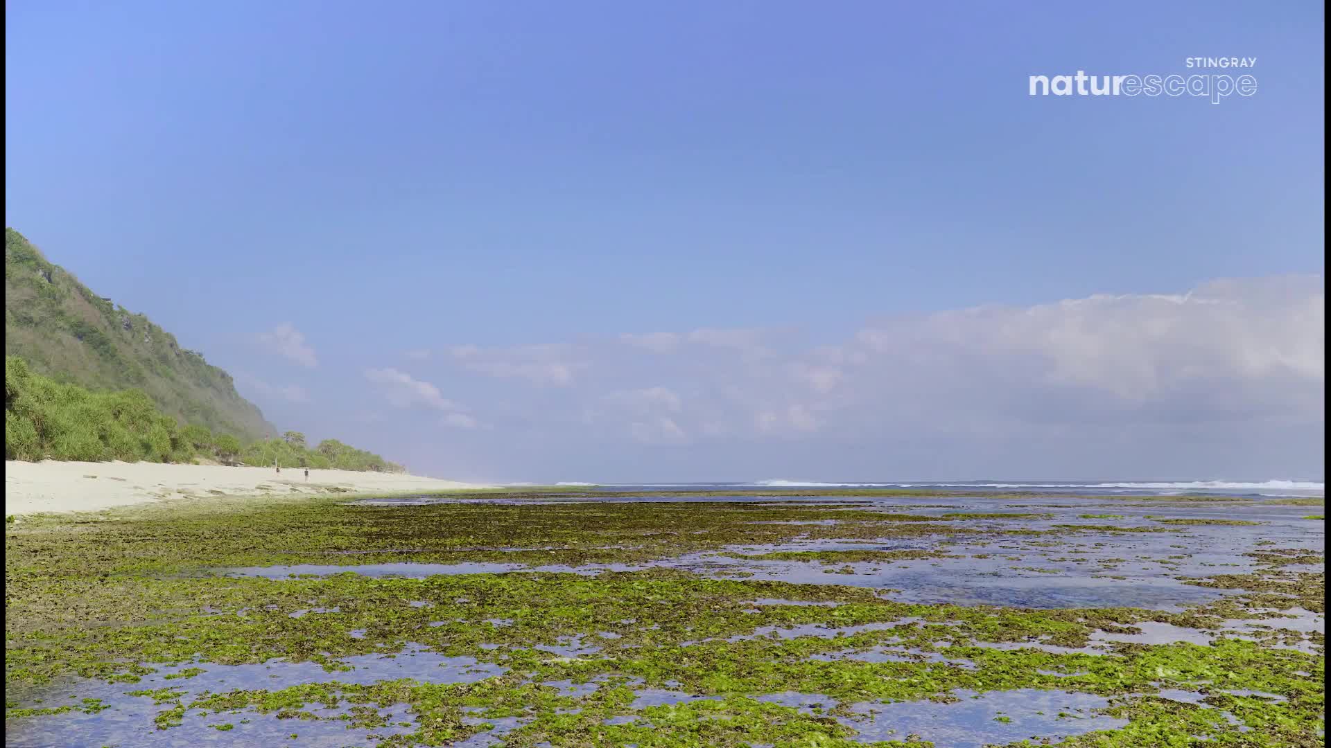 The tide is out, revealing a vast expanse of green seaweed covering the shallows. A gentle wave breaks far out at sea, and the beach stretches along the shore.
