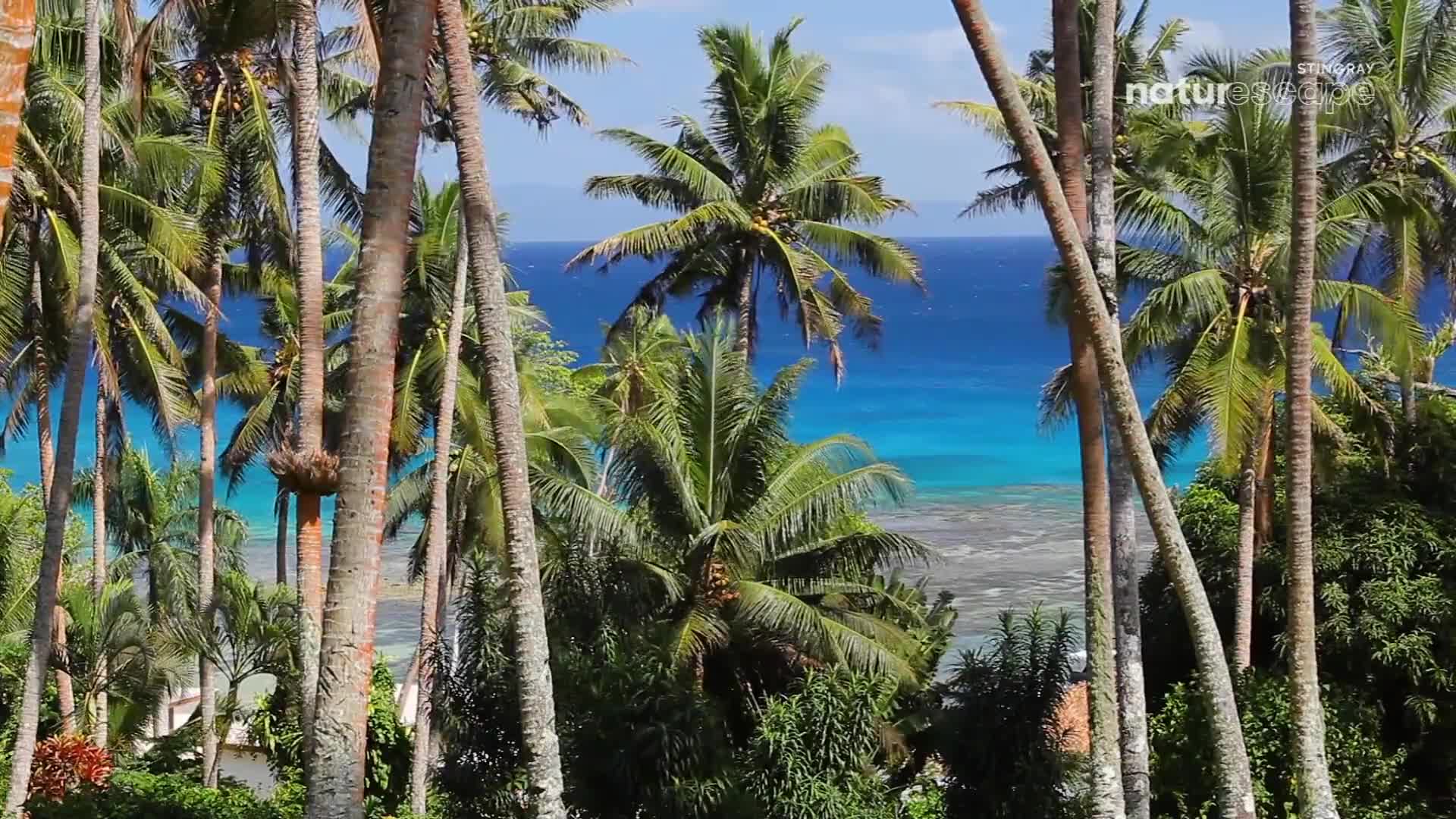 Palm trees, their trunks a mix of brown and grey, frame a view of the turquoise ocean. Beyond the trees, the water stretches out, meeting a clear blue sky.
