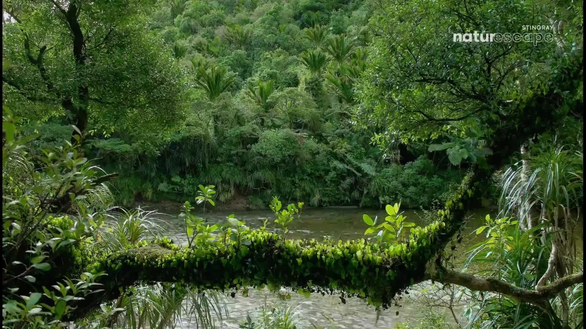 A thick, green forest canopy rises behind a slow-moving river. Lush vegetation spills over a moss-covered branch in the foreground.