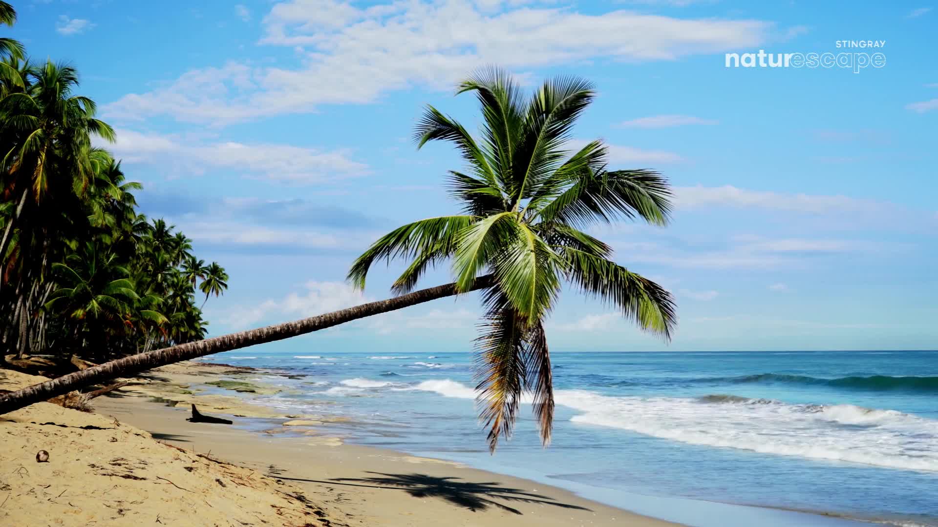 The ocean rolls onto the sandy shore under a bright blue sky. A palm tree leans precariously over the water, its fronds casting a shadow on the beach.