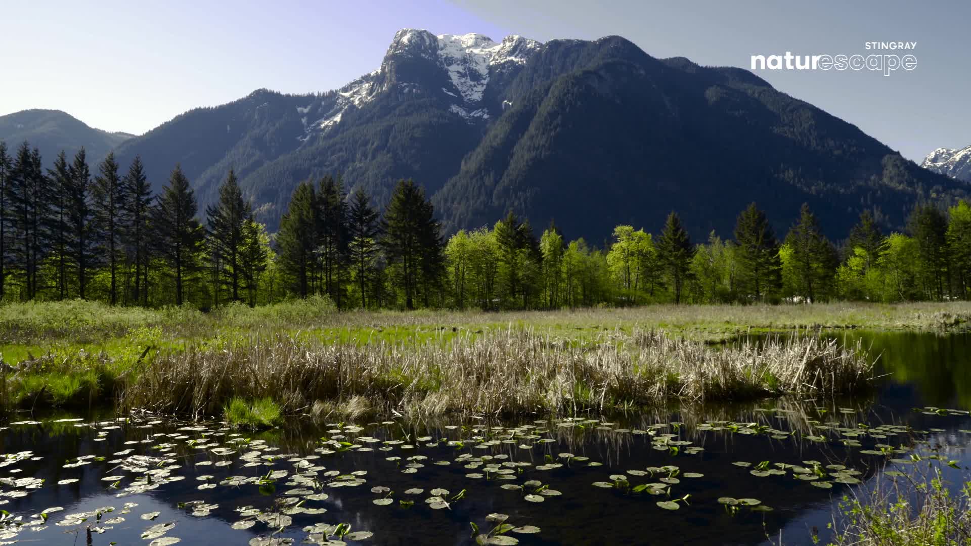 The sun shines on a vast mountain range in British Columbia, Canada. A calm lake reflects the sky, dotted with lily pads and reeds.