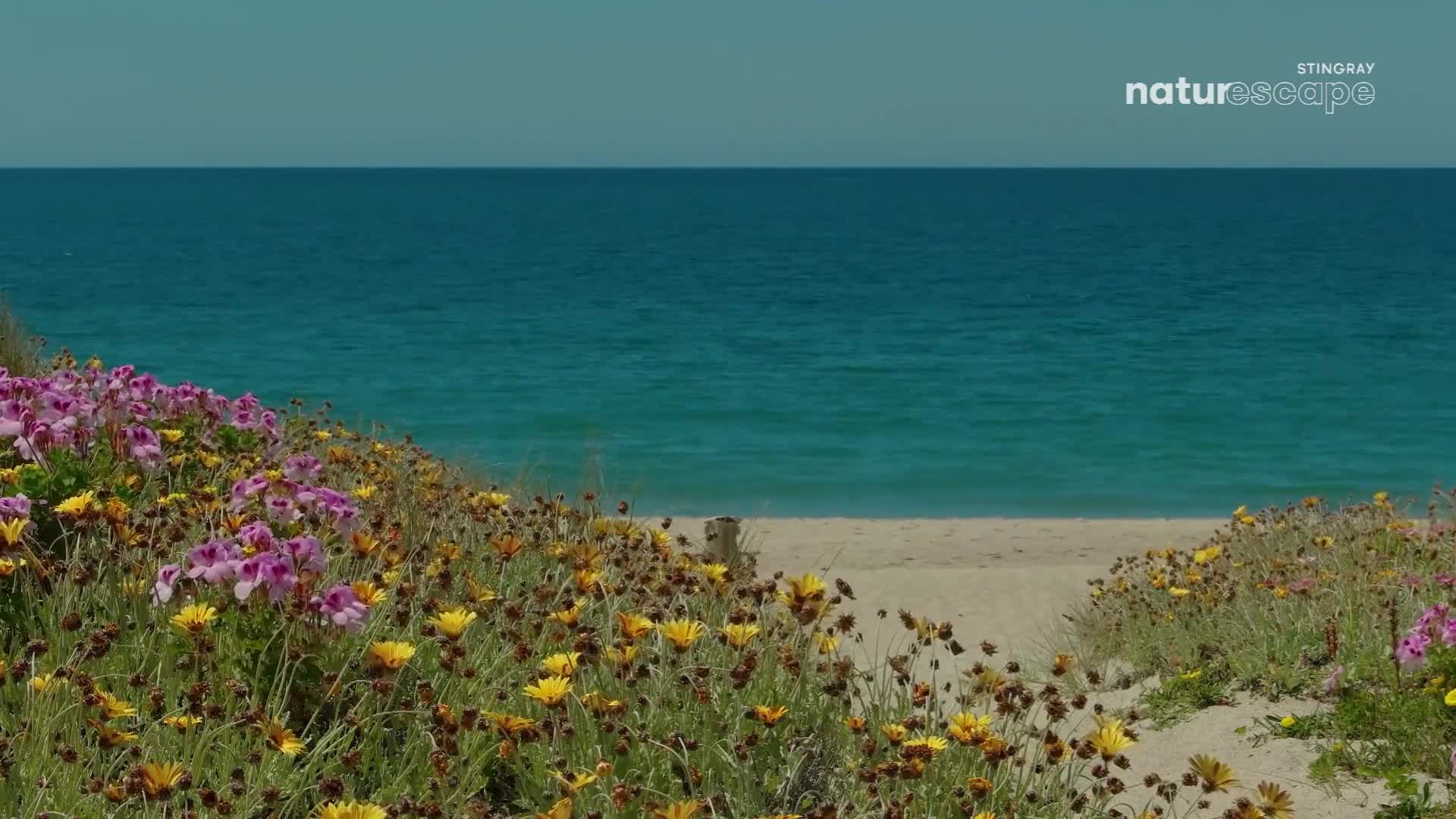 The turquoise ocean stretches to the horizon, meeting a sandy beach. Wildflowers in shades of yellow and pink bloom along the dunes.