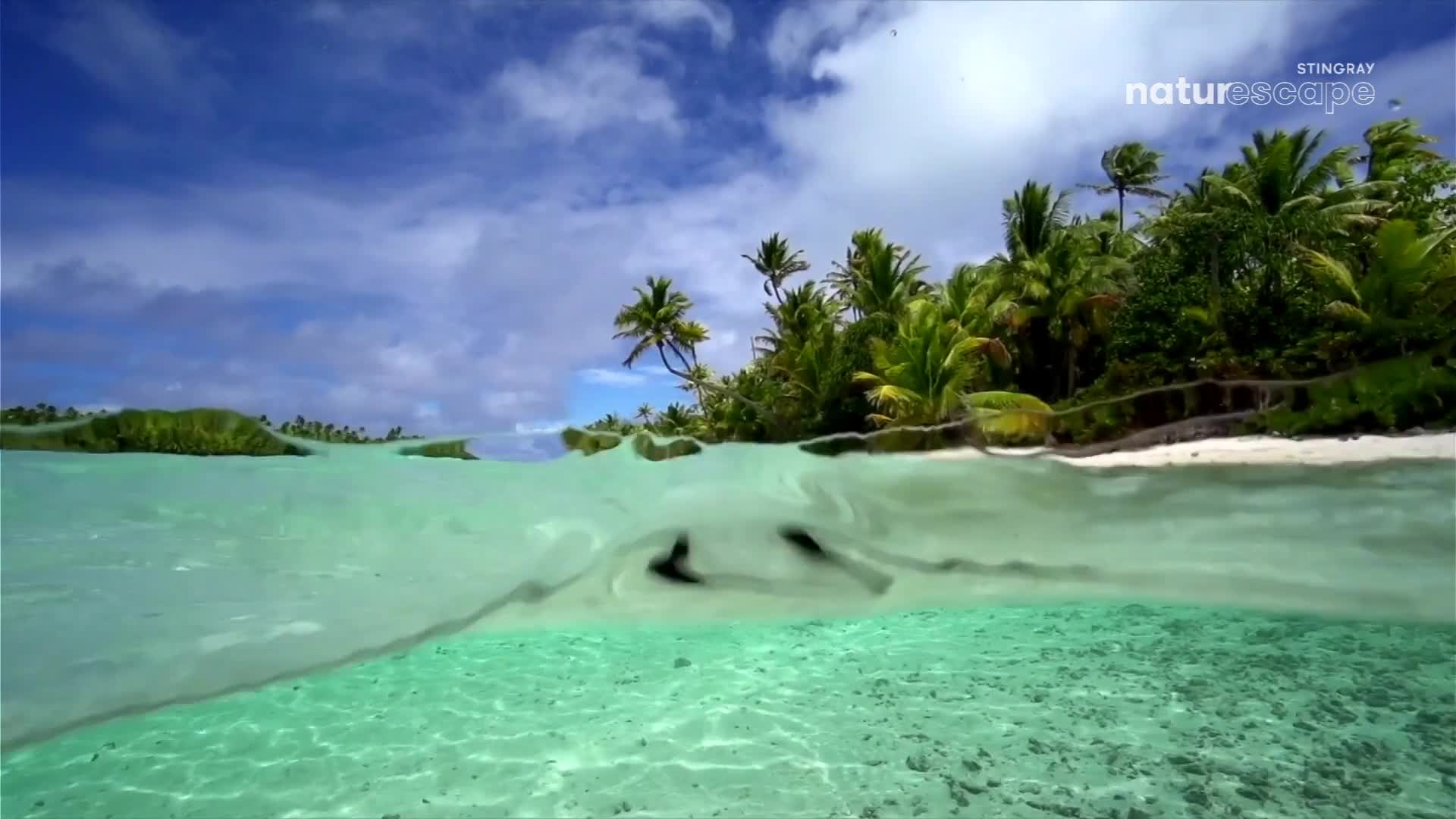 A stingray glides through the clear, turquoise water, its dark body a stark contrast against the sandy bottom. Lush green palm trees fringe a white sand beach under a bright blue sky dotted with fluffy clouds.