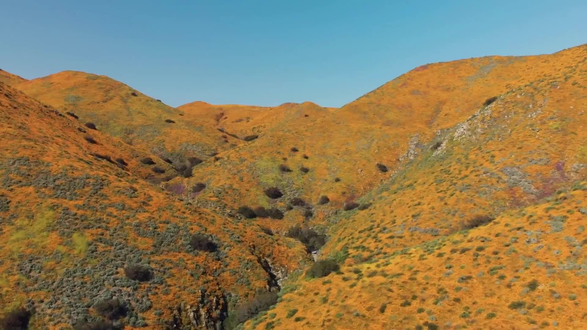 The hillsides are covered in a carpet of bright orange poppies. A narrow stream winds through the valley below, its banks dotted with green brush. The hillsides are covered in a carpet of bright orange poppies. A narrow stream winds through the valley below, its banks dotted with green brush.