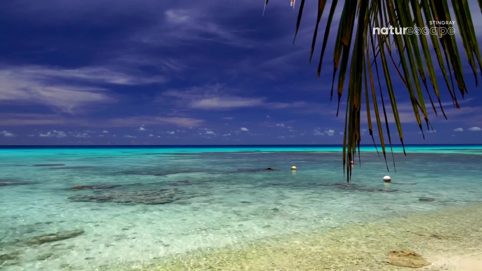 The clear turquoise water laps gently against the sandy shore. A dark palm frond hangs over the scene, framing the vast blue sky.