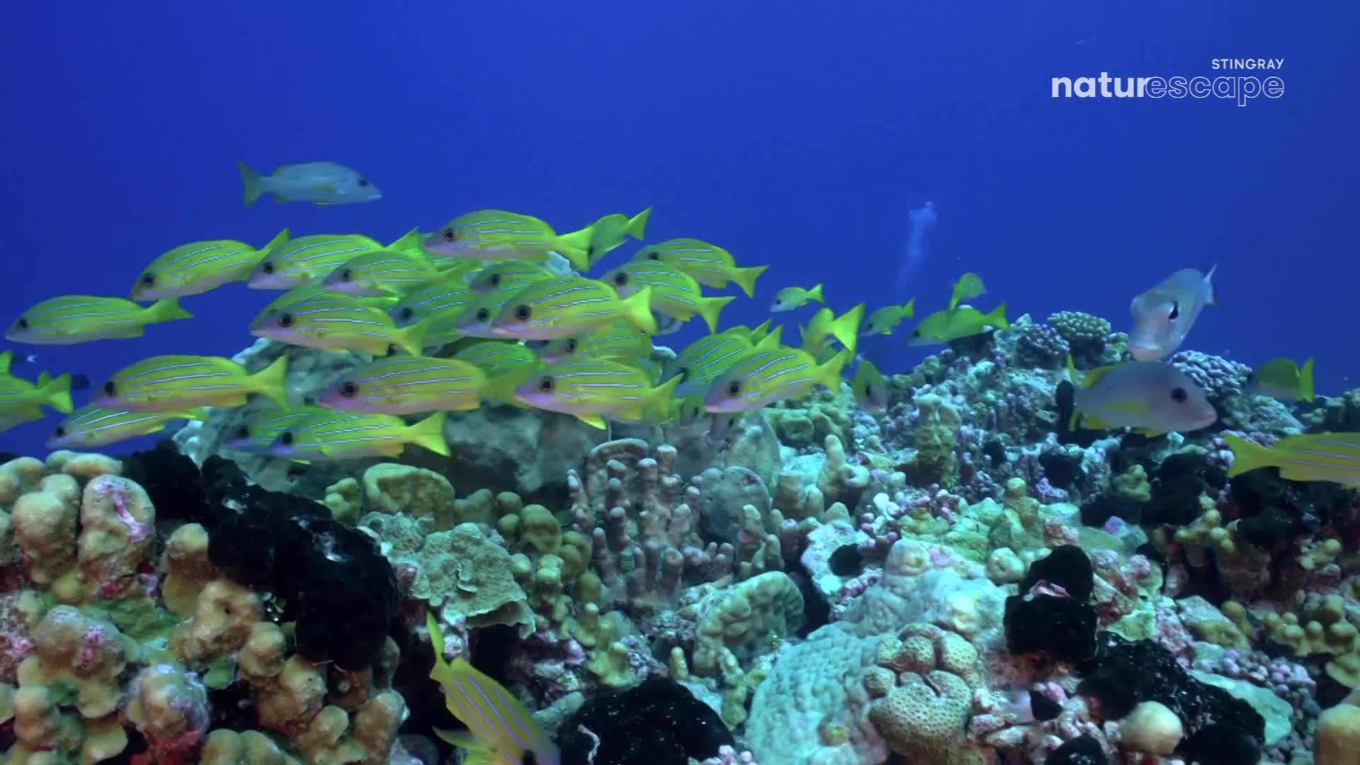 A school of yellow fish with purple stripes glides past a vibrant coral reef. A larger, silvery fish hovers above them, observing the aquatic ballet.