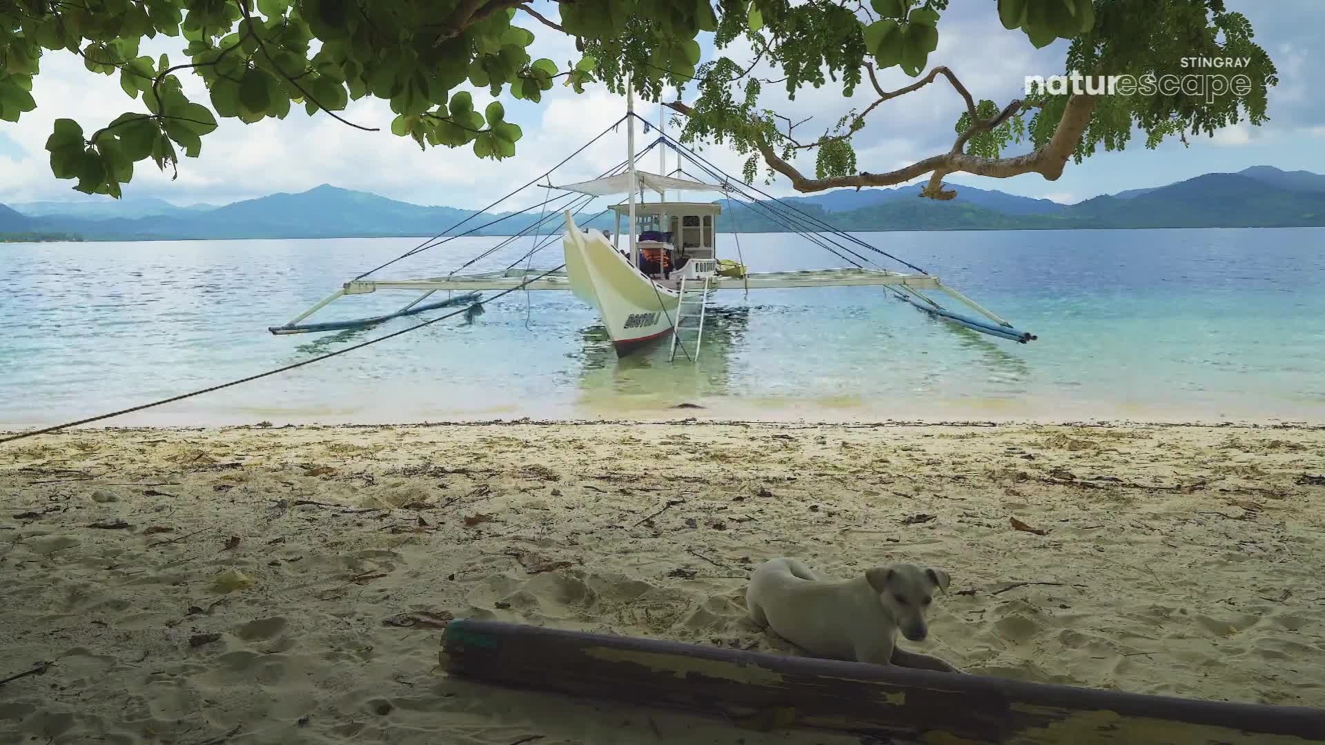 A white dog rests on the sandy shore. A small outrigger boat bobs gently in the clear turquoise water, tethered to the beach.
