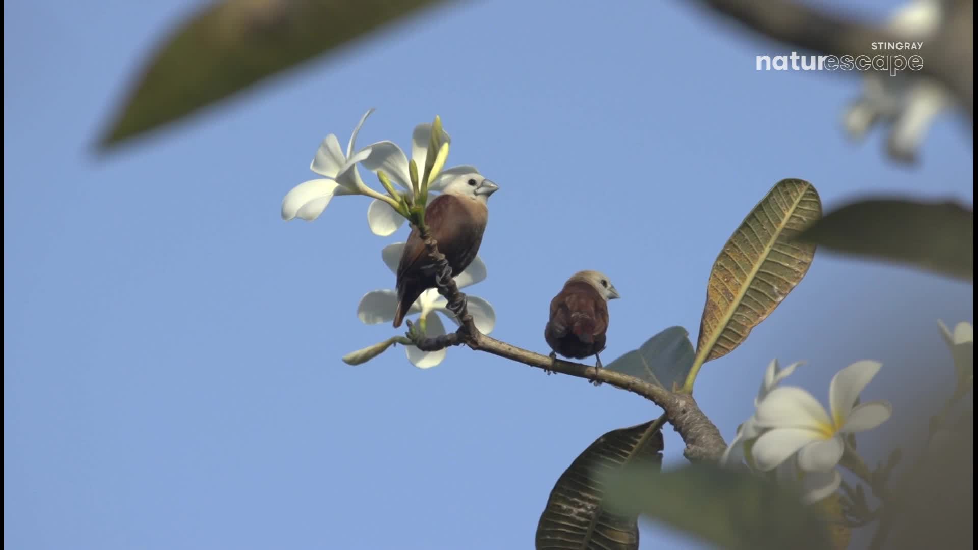 Two small birds perch on a branch, their brown bodies contrasting with the white blossoms. The sky behind them is a clear, bright blue. Two small birds perch on a branch, their brown bodies contrasting with the white blossoms. The sky behind them is a clear, bright blue.