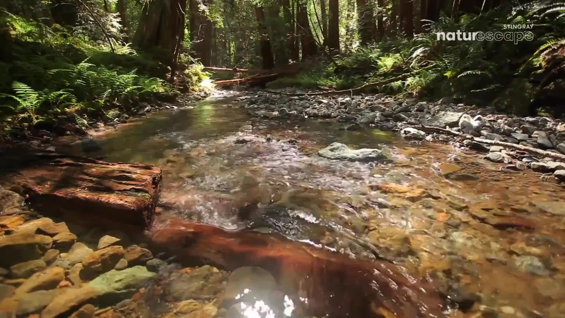 Sunlight dapples through the tall trees, illuminating a clear stream as it flows over smooth stones. The water rushes past a fallen log, its surface rippling and reflecting the forest canopy. Sunlight dapples through the tall trees, illuminating a clear stream as it flows over smooth stones. The water rushes past a fallen log, its surface rippling and reflecting the forest canopy.