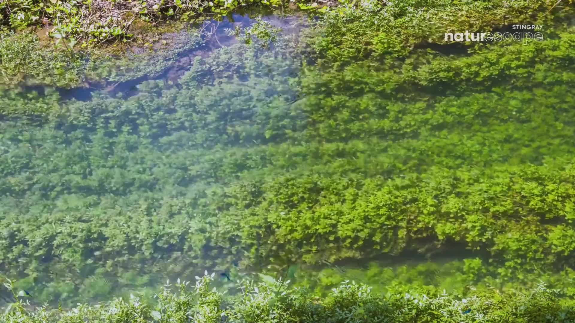 Small fish dart through the dense green aquatic plants lining the shallow stream. The water is so clear I can see the sandy bottom beneath the swaying vegetation. Small fish dart through the dense green aquatic plants lining the shallow stream. The water is so clear I can see the sandy bottom beneath the swaying vegetation.