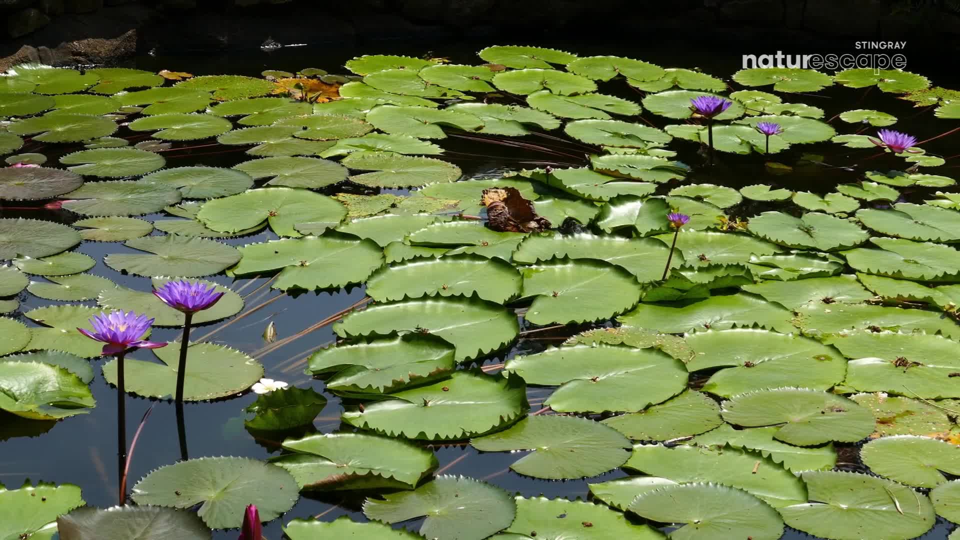 Purple water lilies bloom amongst a dense carpet of green lily pads. The water is dark and still, reflecting the vibrant colours of the flowers. Purple water lilies bloom amongst a dense carpet of green lily pads. The water is dark and still, reflecting the vibrant colours of the flowers.