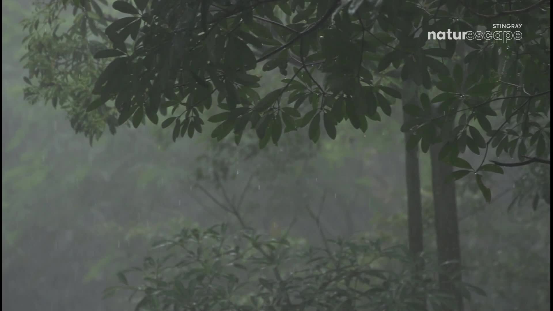Rain falls through dense green foliage. The air is thick with mist, obscuring the trees in the distance. Rain falls through dense green foliage. The air is thick with mist, obscuring the trees in the distance.