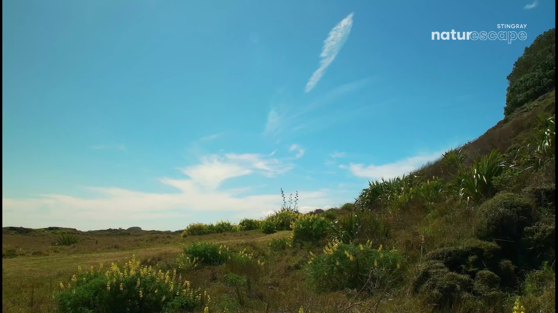 A lone figure walks across the grassy expanse towards the coast. The sky above is a brilliant blue, dotted with wispy clouds. A lone figure walks across the grassy expanse towards the coast. The sky above is a brilliant blue, dotted with wispy clouds.