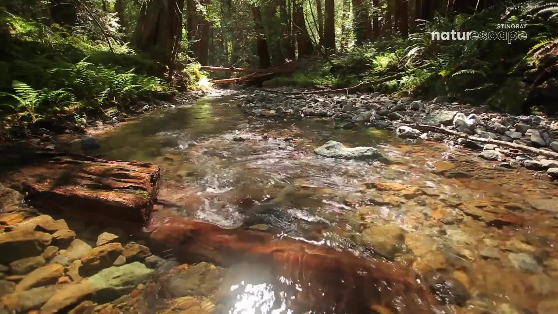 Sunlight filters through the dense canopy, dappling the clear water as it flows over smooth, colourful stones. A large, moss-covered log rests partially submerged, anchoring the scene in this quiet Canadian forest. Sunlight filters through the dense canopy, dappling the clear water as it flows over smooth, colourful stones. A large, moss-covered log rests partially submerged, anchoring the scene in this quiet Canadian forest.