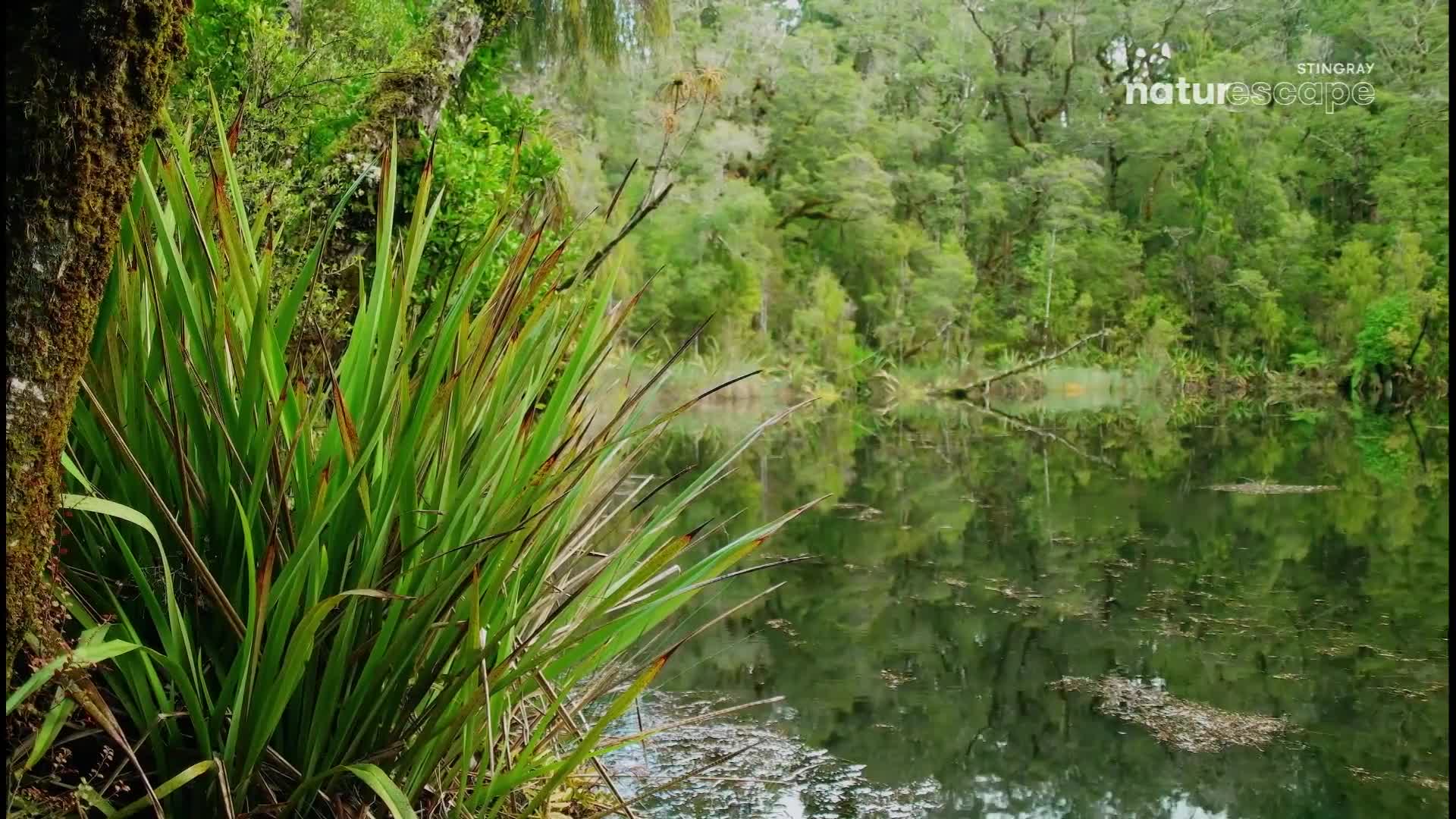 Tall, green flax plants stand beside a dark, still lake. The water mirrors the dense, green forest that surrounds it.