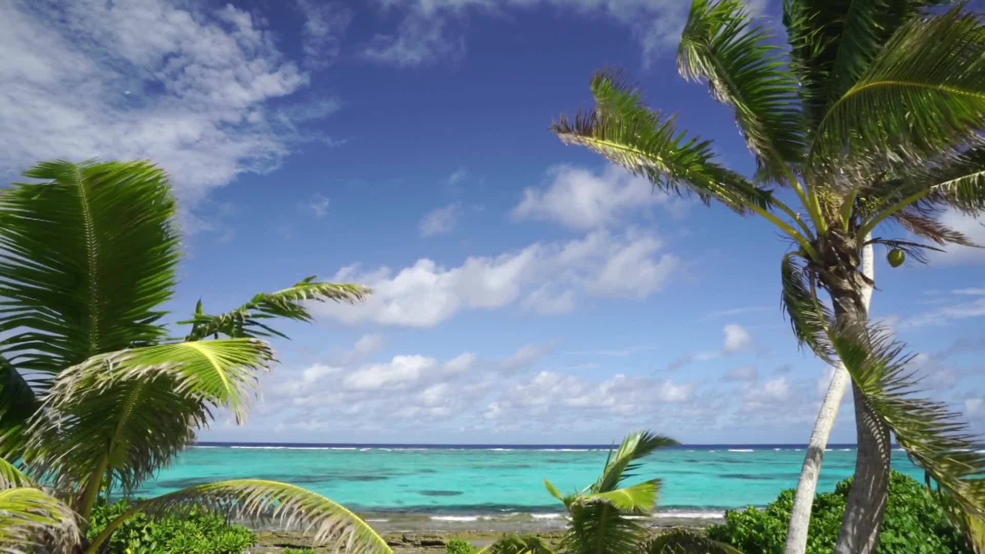Palm fronds sway in the breeze against a bright blue sky dotted with white clouds. The turquoise ocean stretches out to the horizon, meeting the shore with gentle waves.