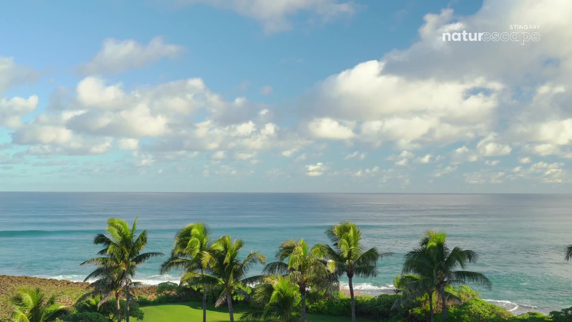 Palm fronds sway in the ocean breeze, their green fronds rustling against a bright blue sky. The turquoise water rolls onto a rocky shore, a gentle rhythm against the land.