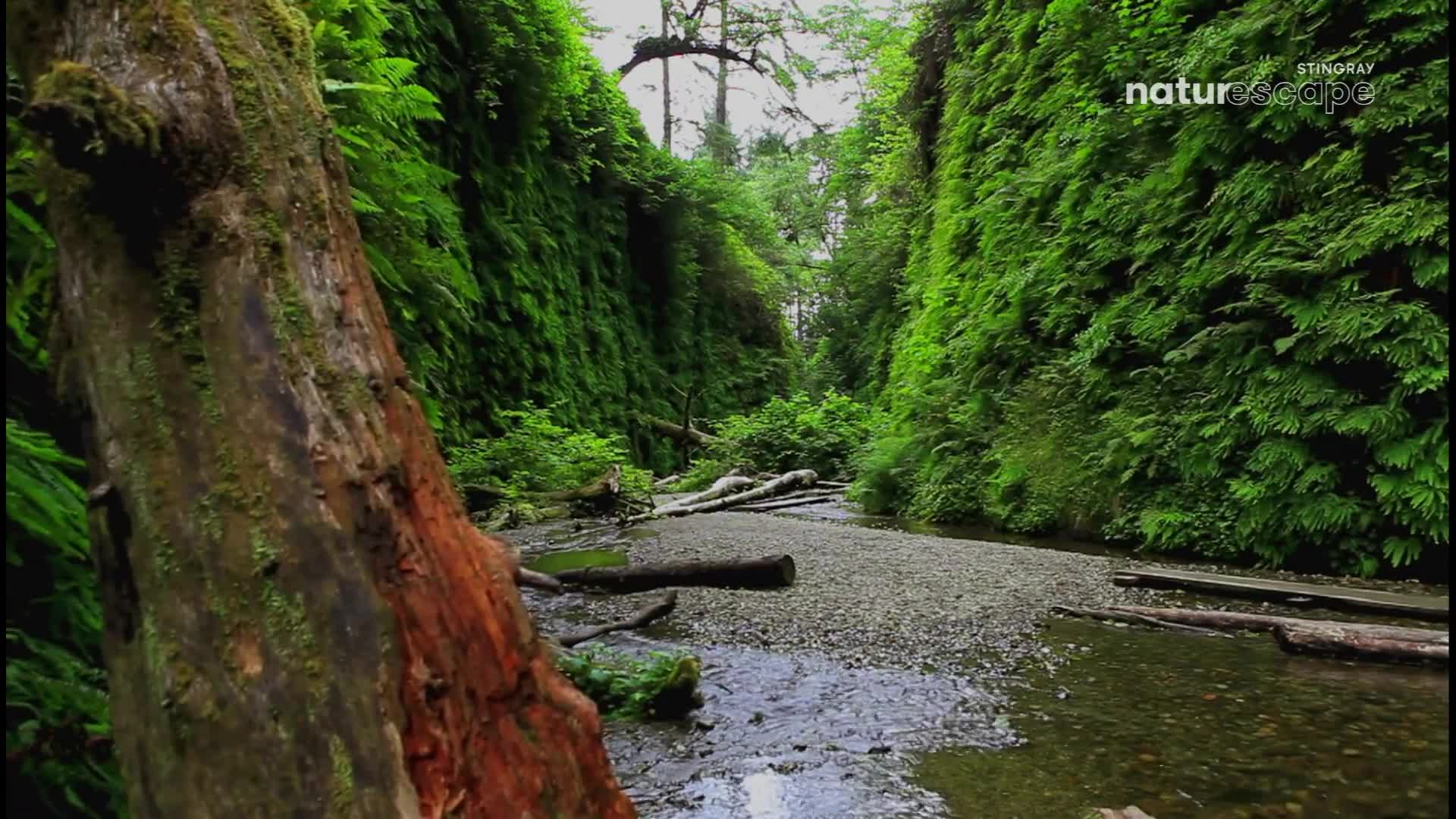 A narrow stream winds through a canyon, its banks draped in vibrant green ferns. Fallen logs lie scattered across the rocky streambed, remnants of the ancient forest.