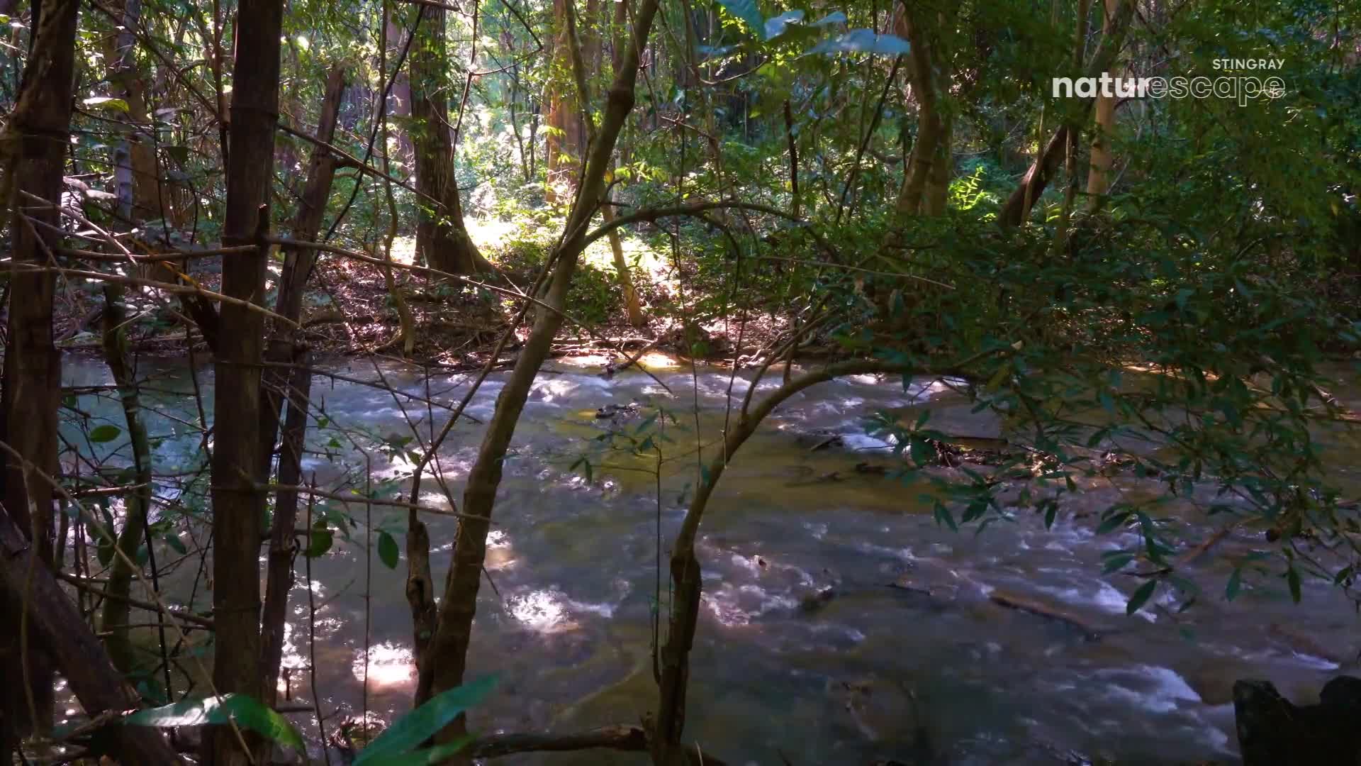 Sunlight dapples the forest floor as a clear stream tumbles over rocks. The water, reflecting the dense canopy, flows briskly through the Canadian woods.