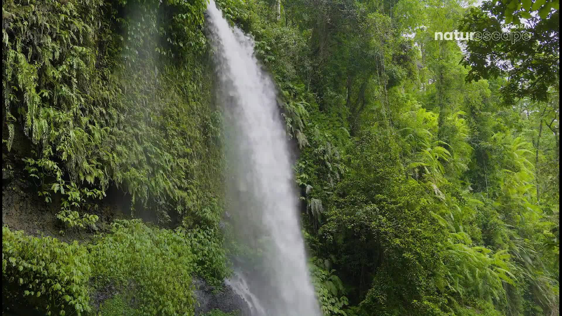 Water plunges down a moss-covered cliff face, a white ribbon against the vibrant green of the jungle. Lush ferns and broad leaves cling to the wet rock, thriving in the mist.
