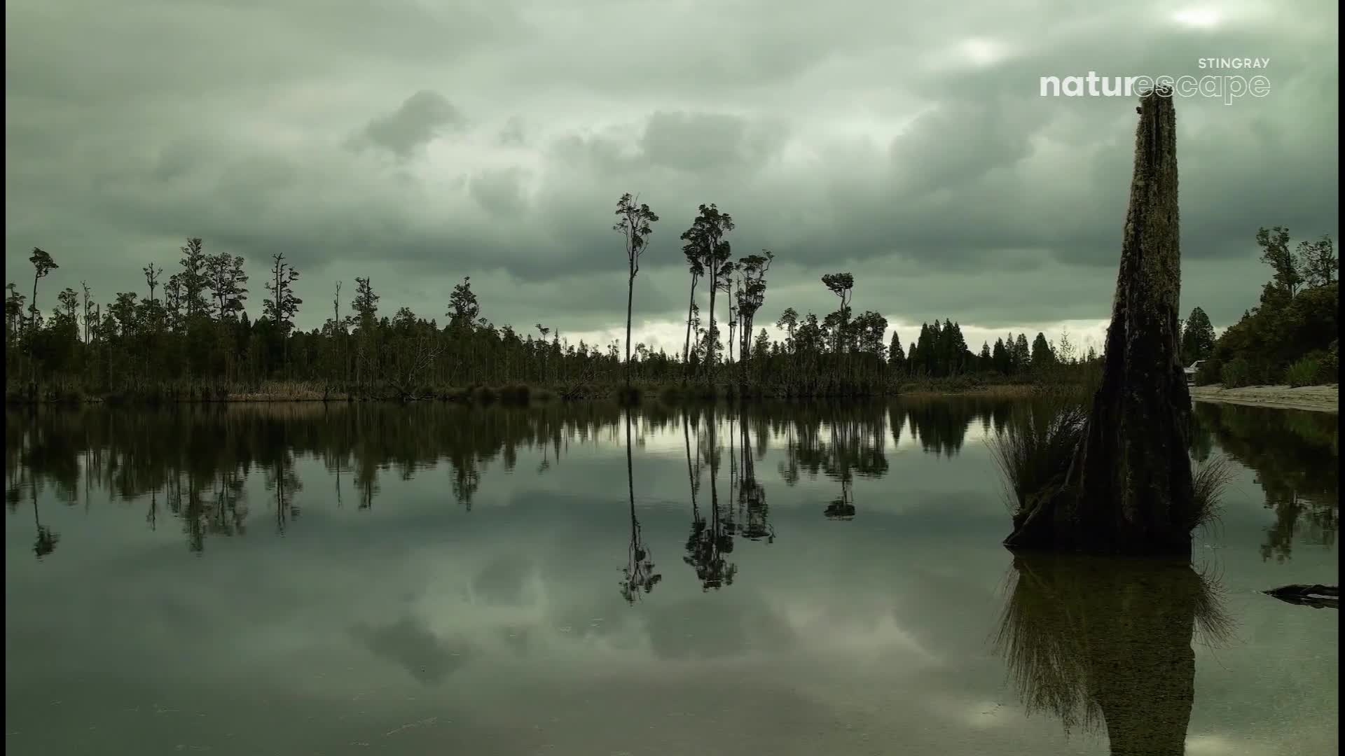 The dark, still water perfectly mirrors the slender trees and the brooding sky. A weathered, moss-covered stump rises from the lake's edge, its reflection stretching into the murky depths.