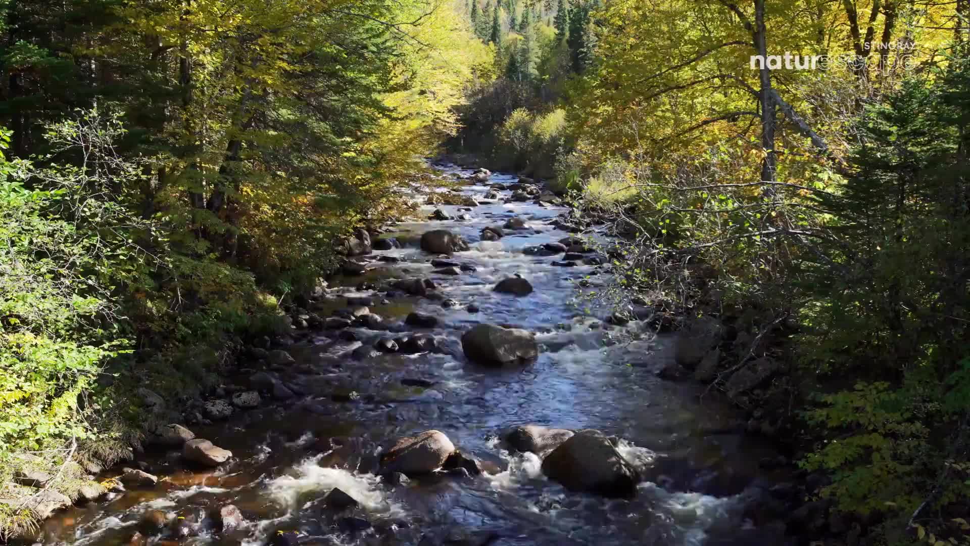 The river rushes over smooth stones, its water churning white.  Autumn leaves in shades of yellow and green frame the scene.