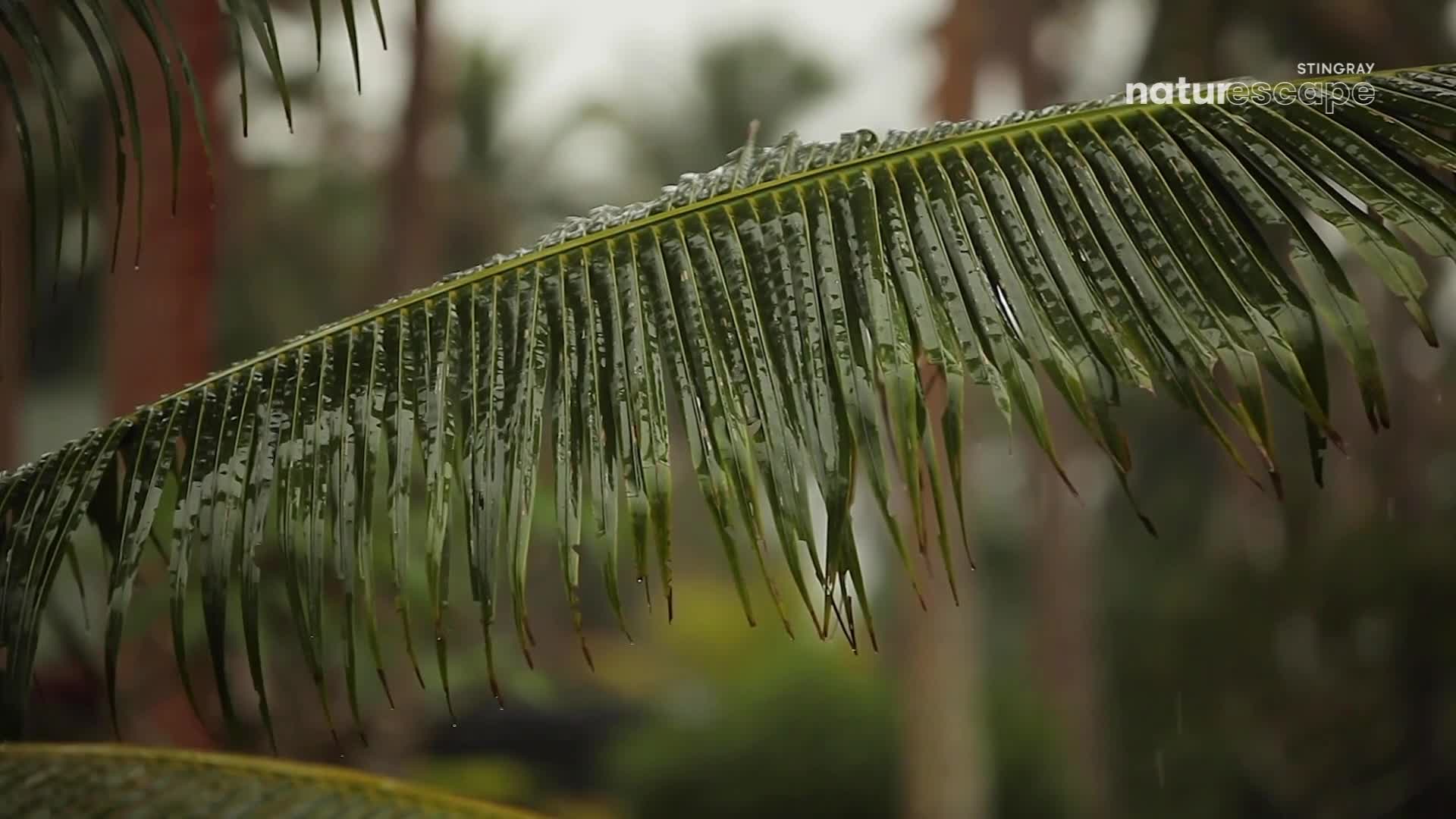 Raindrops cling to the fronds of a palm tree, glistening as they fall. The air is thick with the scent of damp earth, a familiar feeling in this tropical setting.