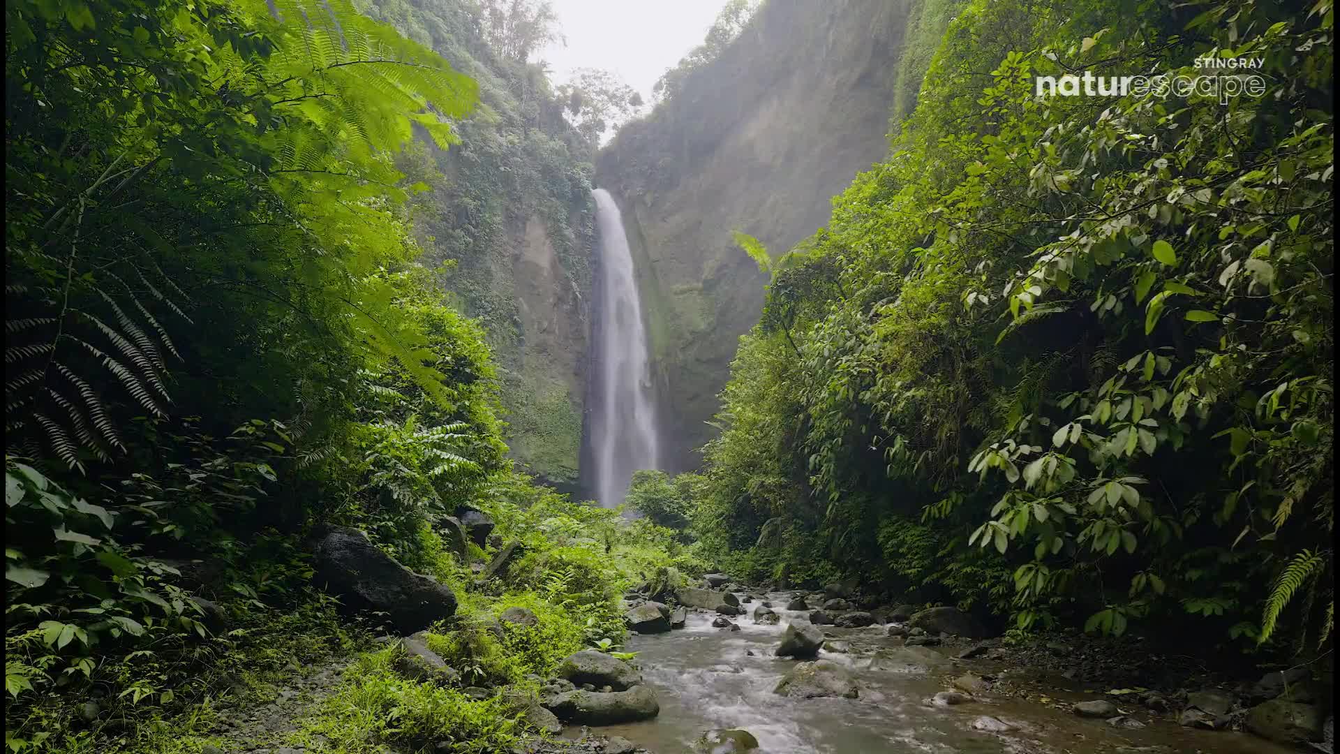 Water plunges down a sheer cliff face, a thin, white ribbon against the dense green jungle. A shallow stream, dotted with grey stones, flows over a rocky bed before me.