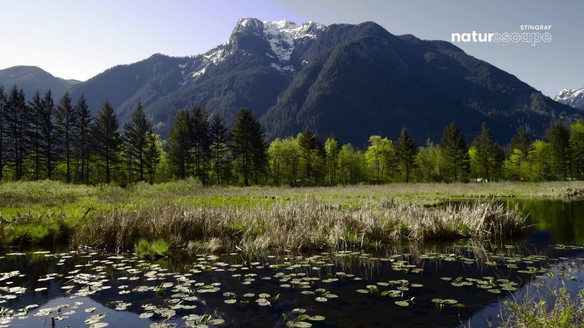 The sun shines on a mountain peak, its snow-capped summit stark against the blue sky. Below, a calm pond reflects the surrounding trees and reeds.