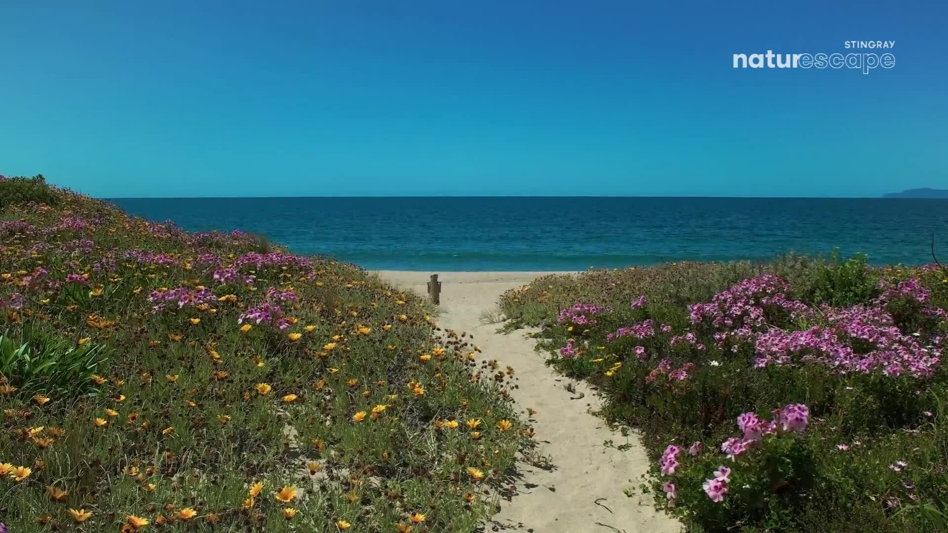A sandy path leads through a riot of pink and yellow wildflowers to the vast blue ocean. A lone wooden post stands sentinel at the edge of the beach, a marker for this natural escape.