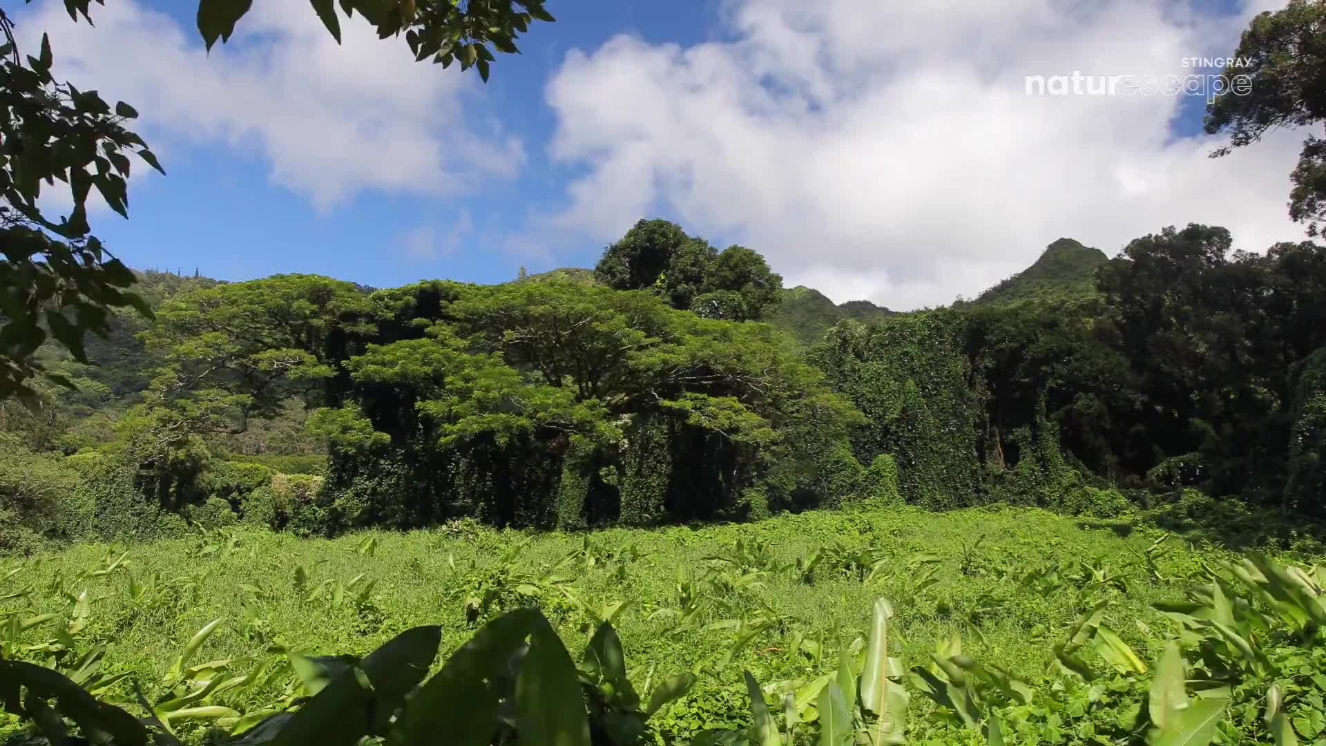 Lush green vegetation carpets the valley floor, leading to a dense, jungle-covered mountainside.  The sky above is a brilliant blue, dotted with fluffy white clouds.