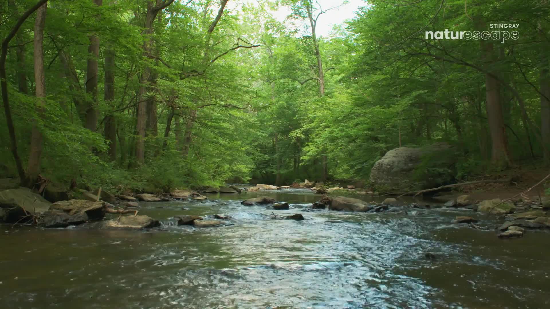 Water rushes over smooth stones in a Canadian forest. Lush green trees crowd the banks, their leaves filtering the sunlight.