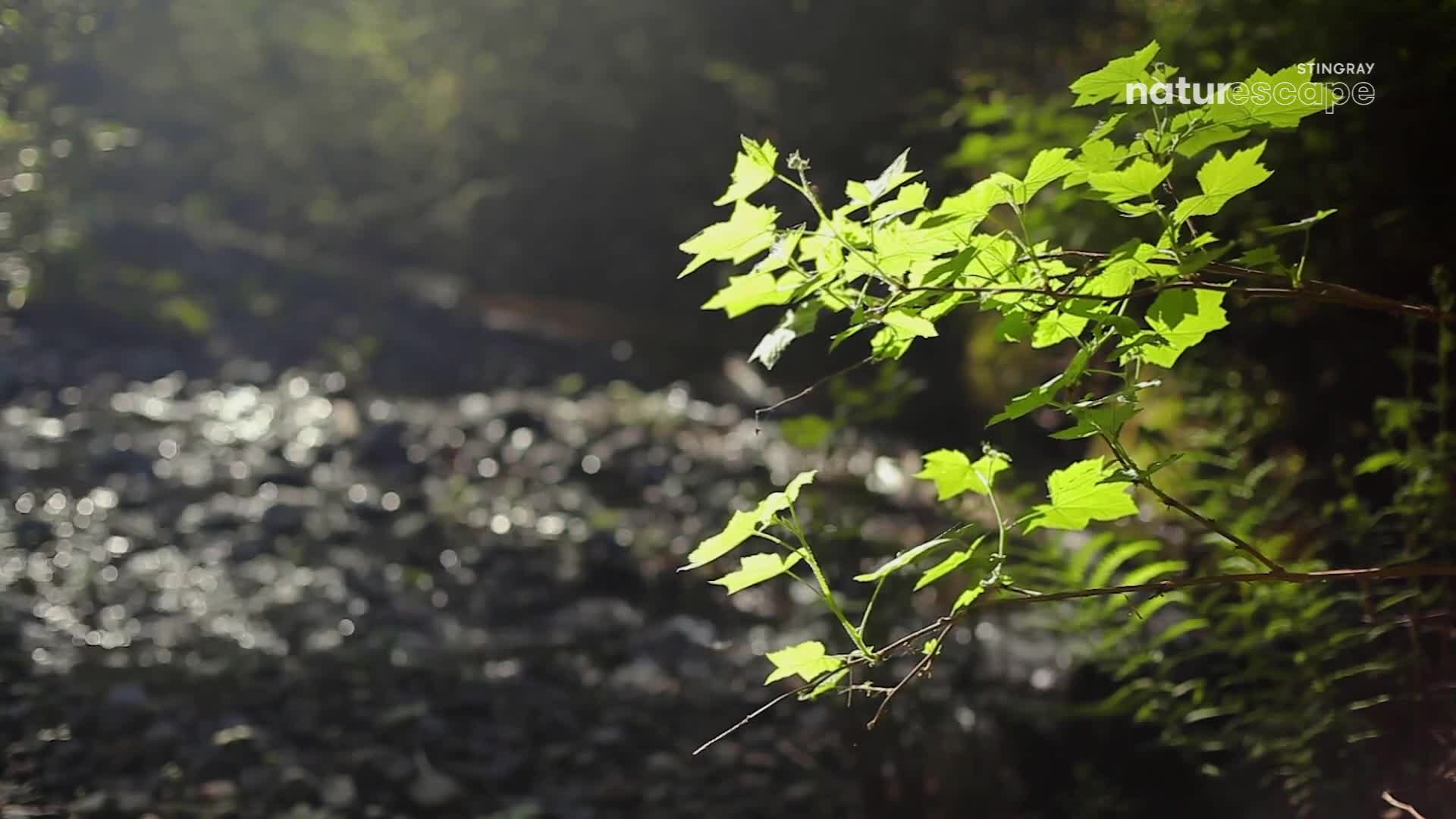Sunlight filters through bright green leaves, illuminating a rushing stream below. The water churns over dark rocks, catching the light in a thousand tiny glints.