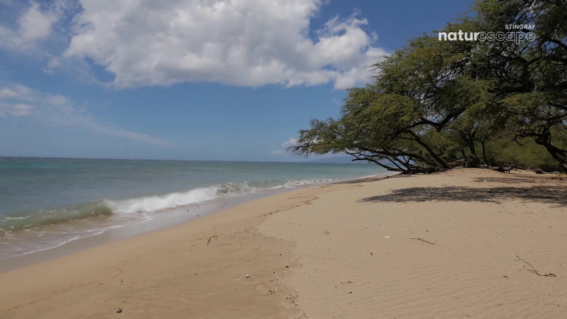 Waves are rolling onto the sandy shore under a bright blue sky. The branches of acacia trees stretch out over the beach, casting shadows on the sand.