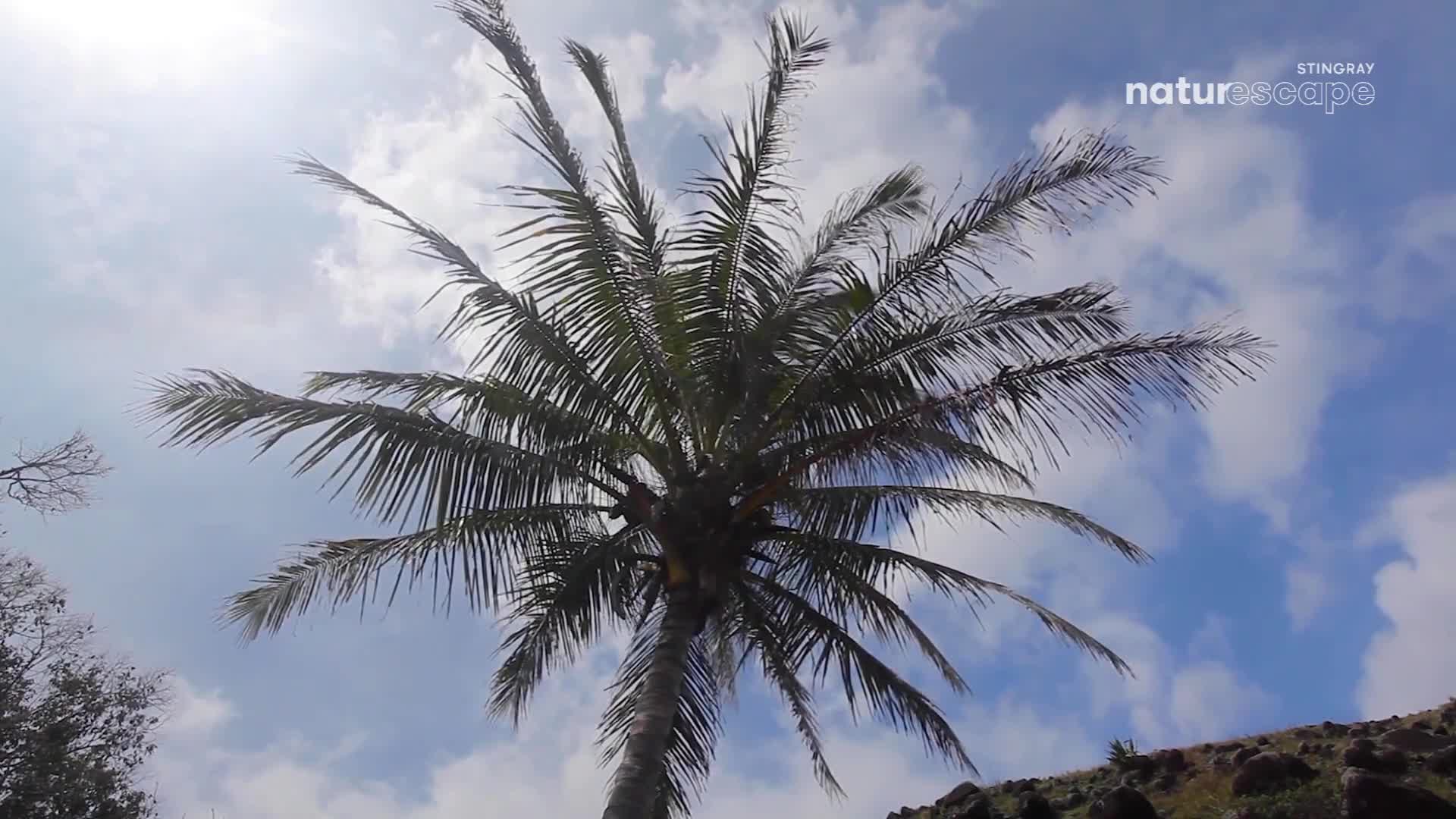 The palm fronds sway gently against a bright blue sky dotted with white clouds. This scene, reminiscent of a tropical escape, unfolds under the warm sun.
