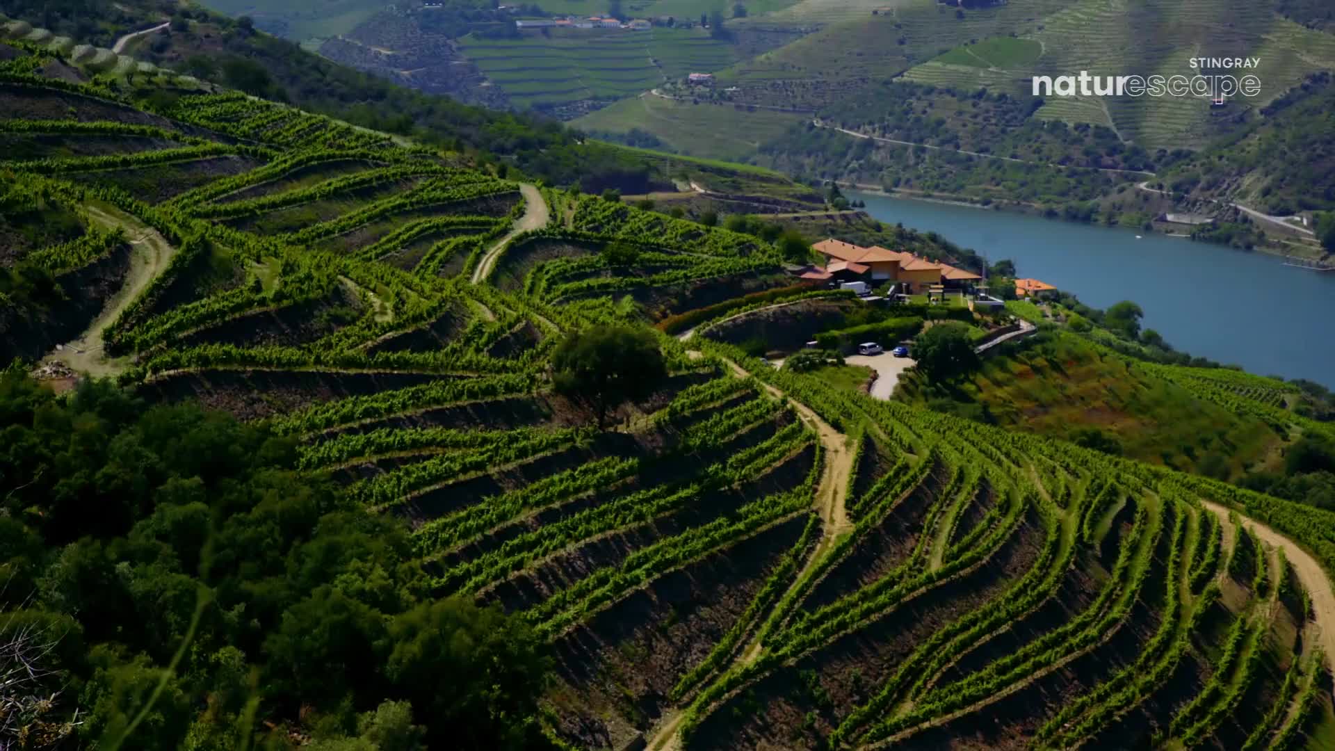 Terraced vineyards climb a steep hillside, their neat rows of green vines following the contours of the land. A wide, blue river snakes through the valley below, reflecting the bright sky.