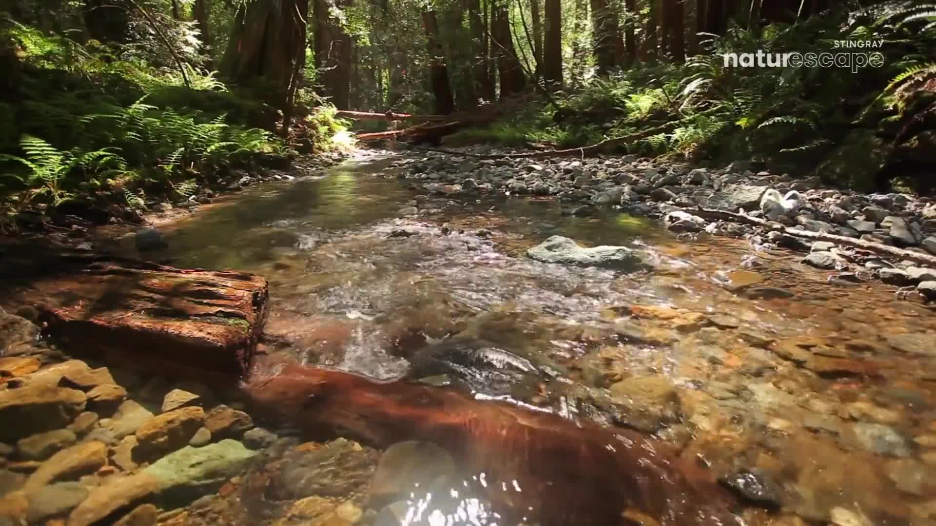 Sunlight filters through the tall trees, dappling the clear water as it flows over smooth stones. A fallen log, dark and waterlogged, lies partially submerged in the stream.