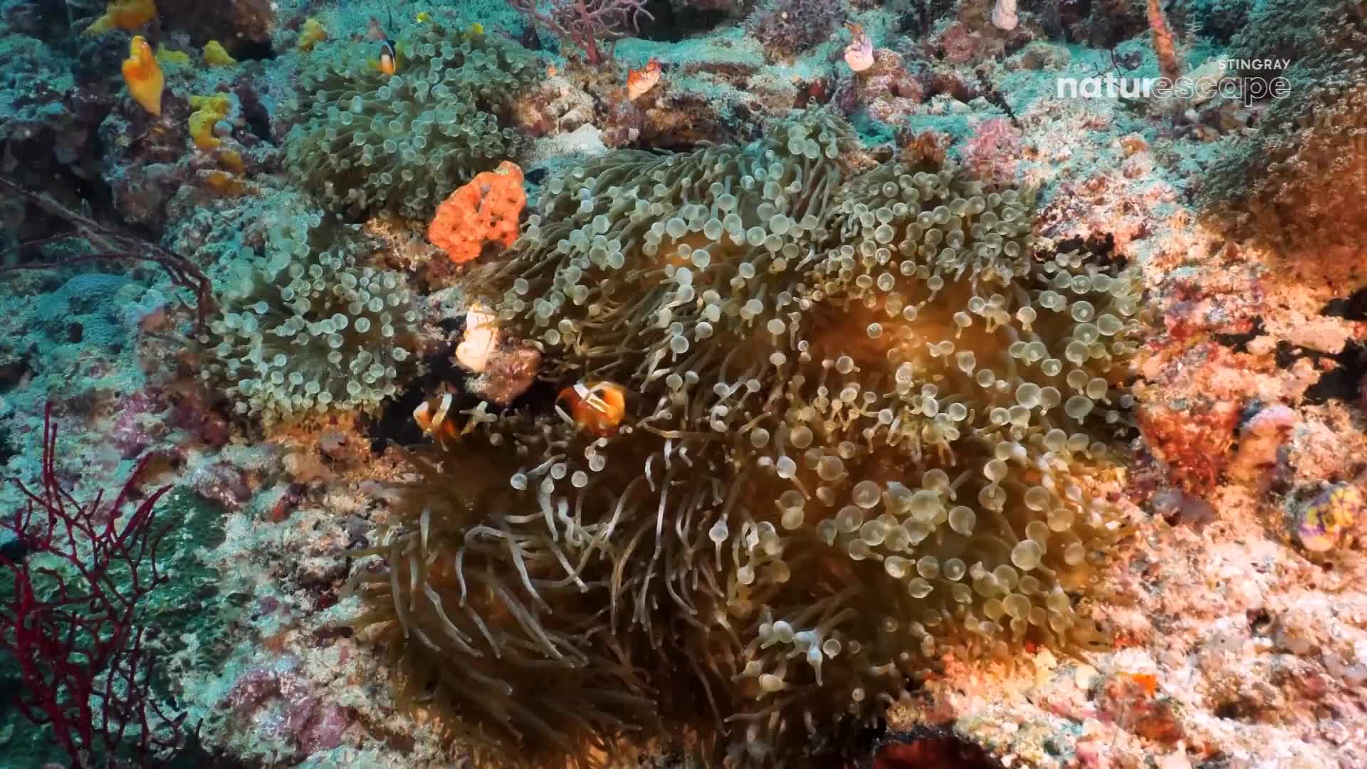 Three clownfish dart amongst the tentacles of a sea anemone. The vibrant orange and white stripes of the fish stand out against the muted greens and browns of the reef.