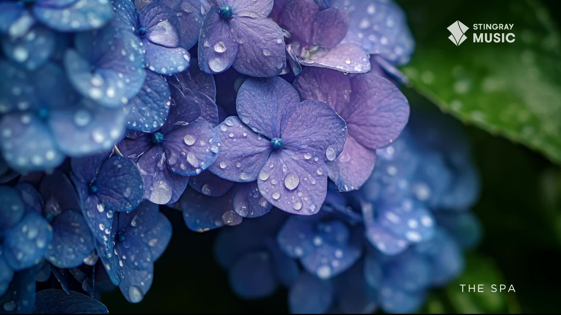 Raindrops cling to the petals of a hydrangea, their blue and purple hues deepening in the moisture. This image from Stingray The Spa in Canada evokes a sense of calm and serenity.
