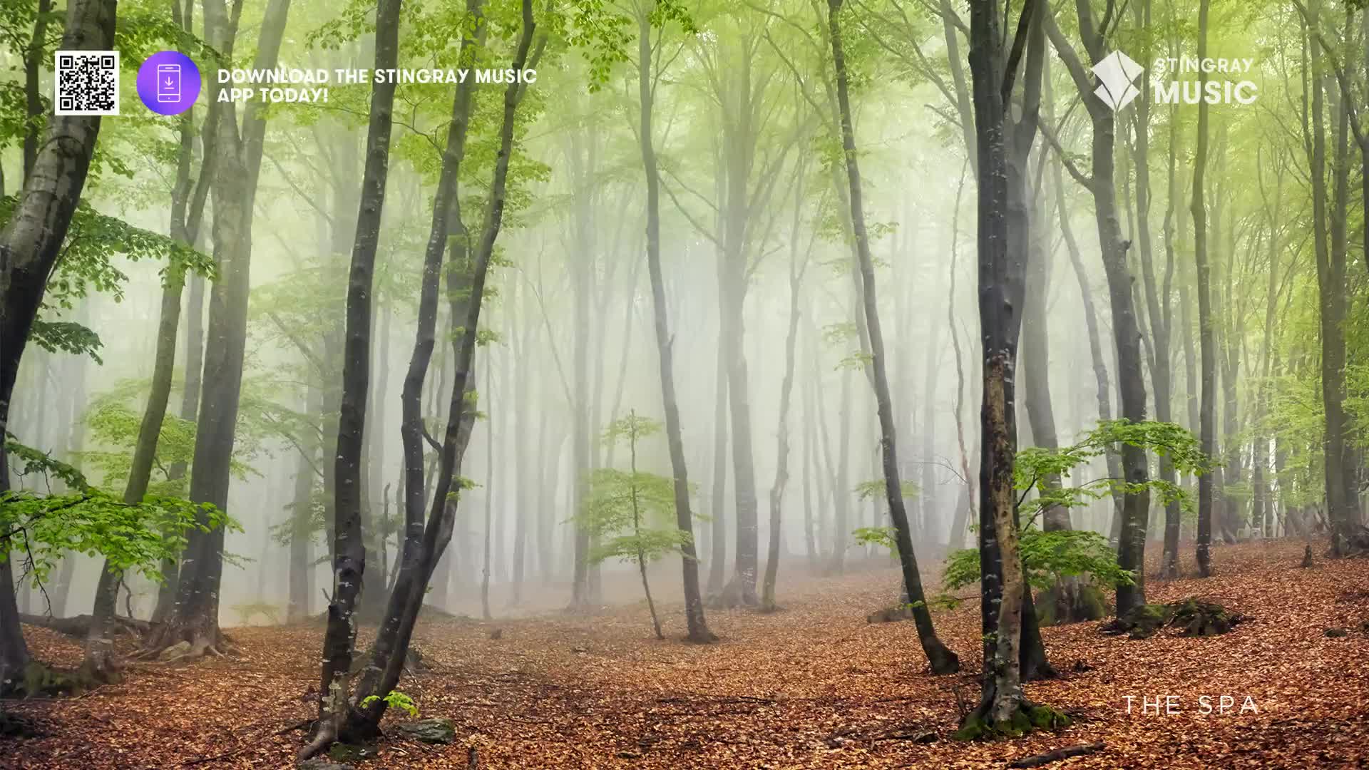 The forest is shrouded in a soft mist, and the tall trees stand like silent sentinels. Fallen leaves carpet the ground, creating a warm, earthy contrast to the fresh green foliage above.
